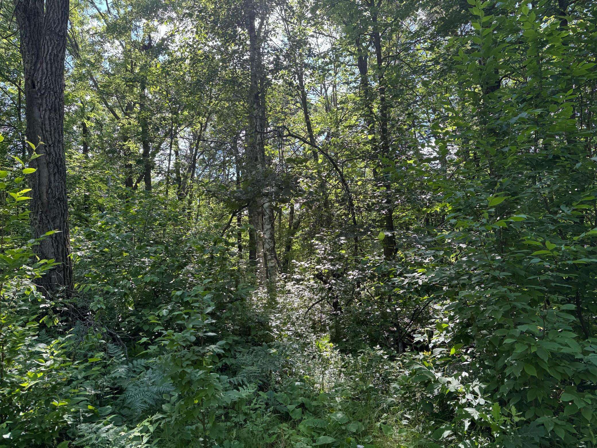 Breezy Point, MN 56472,xxx Blue Ridge DR