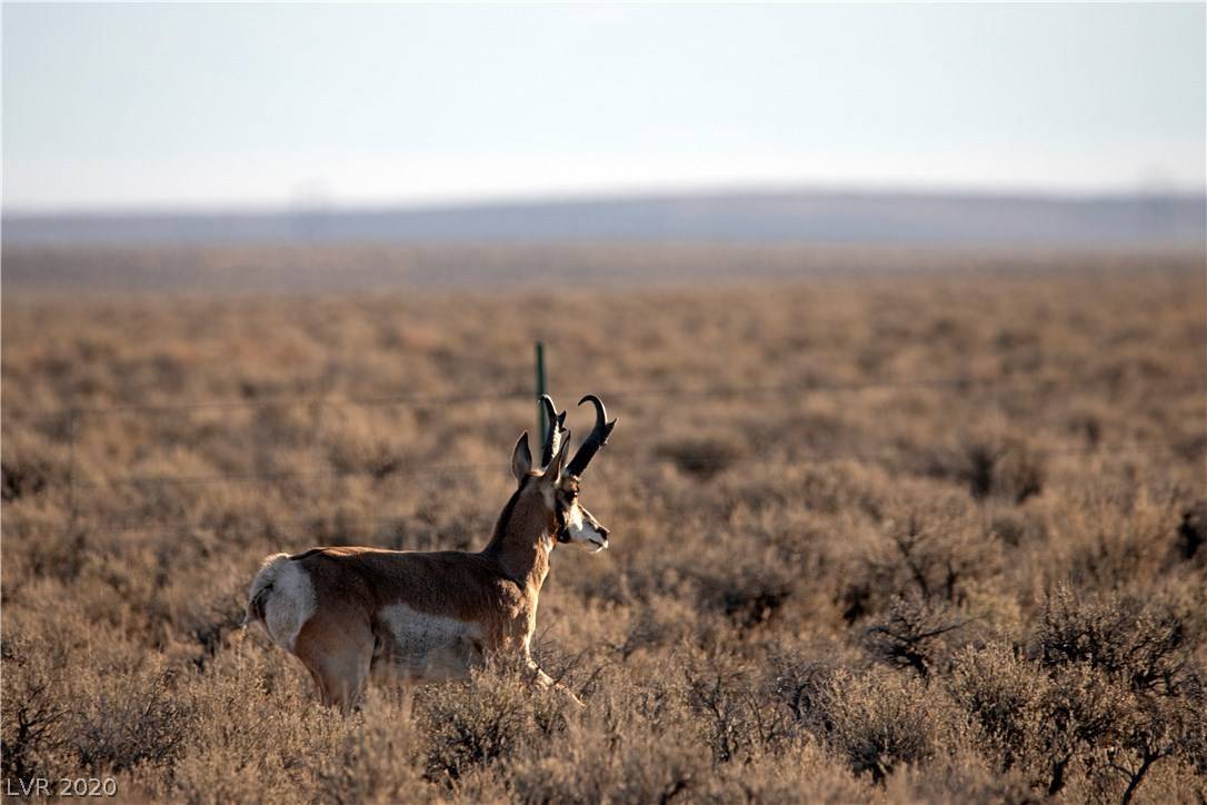 Ely, NV 89301,4900 E BIRD CREEK RD #LOT 8
