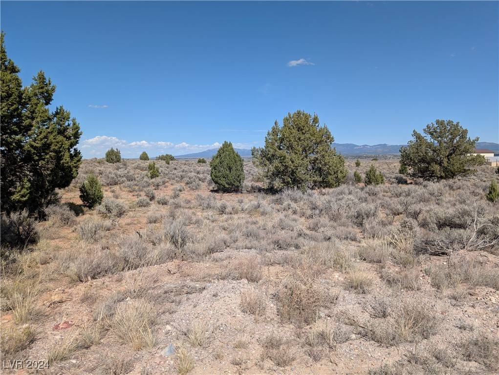 Pioche, NV 89043,0 Pinyon Pine