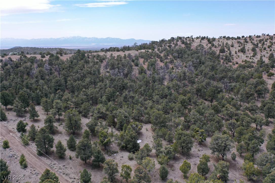 Pioche, NV 89043,0 Pinion Pine