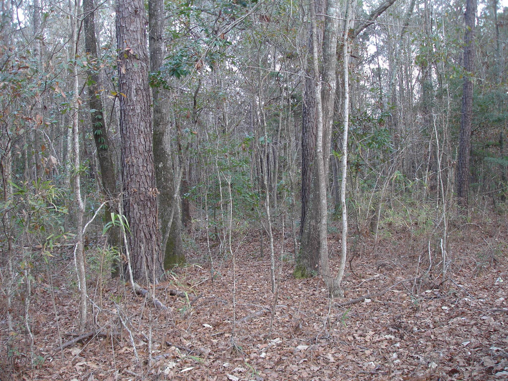 Adams Run, SC 29426,5563 Mauss Hill Rd.