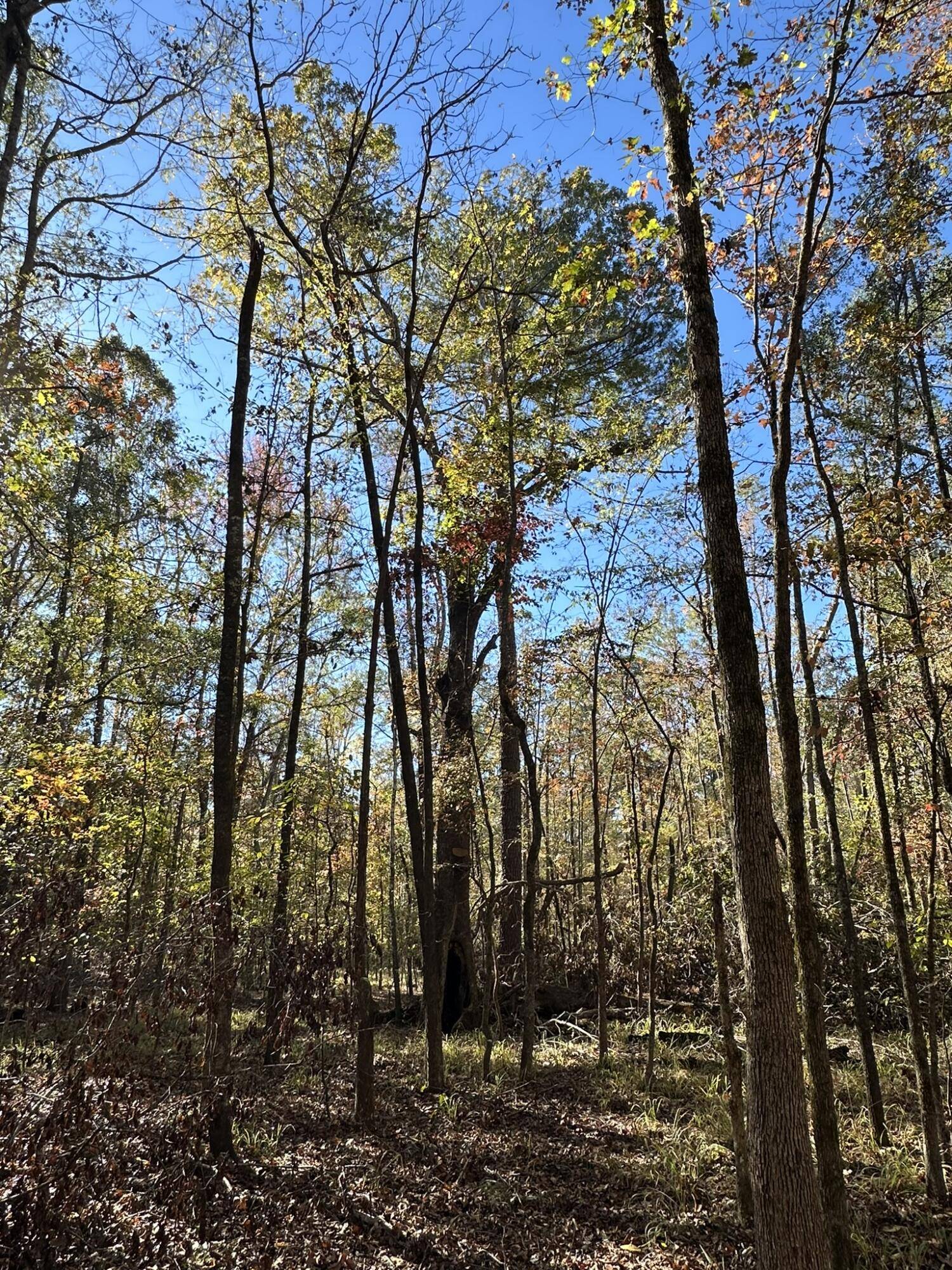 Tignall, GA 30668,1235 EDGE LN