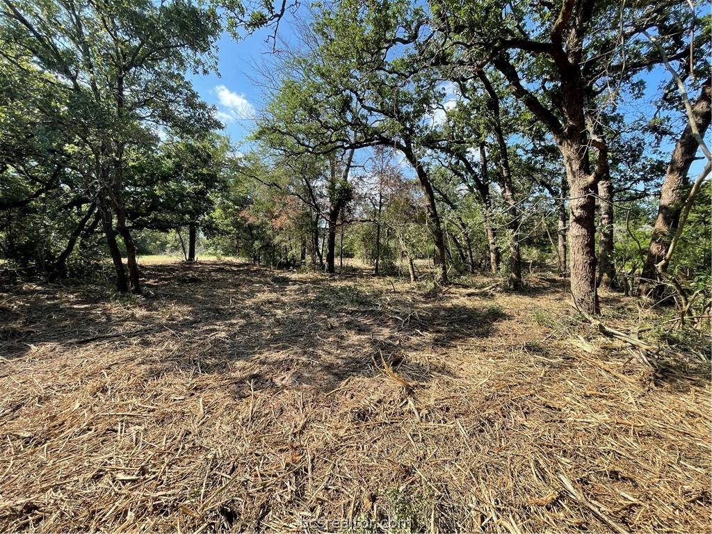 Hilltop Lakes, TX 77871,TBD Live Oak