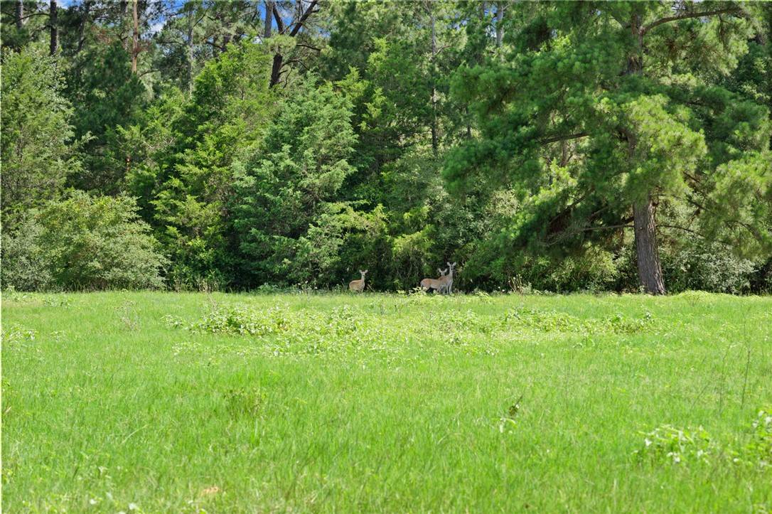 Paige, TX 78659,TBD St Delight (Tracts 11 & 12) RD