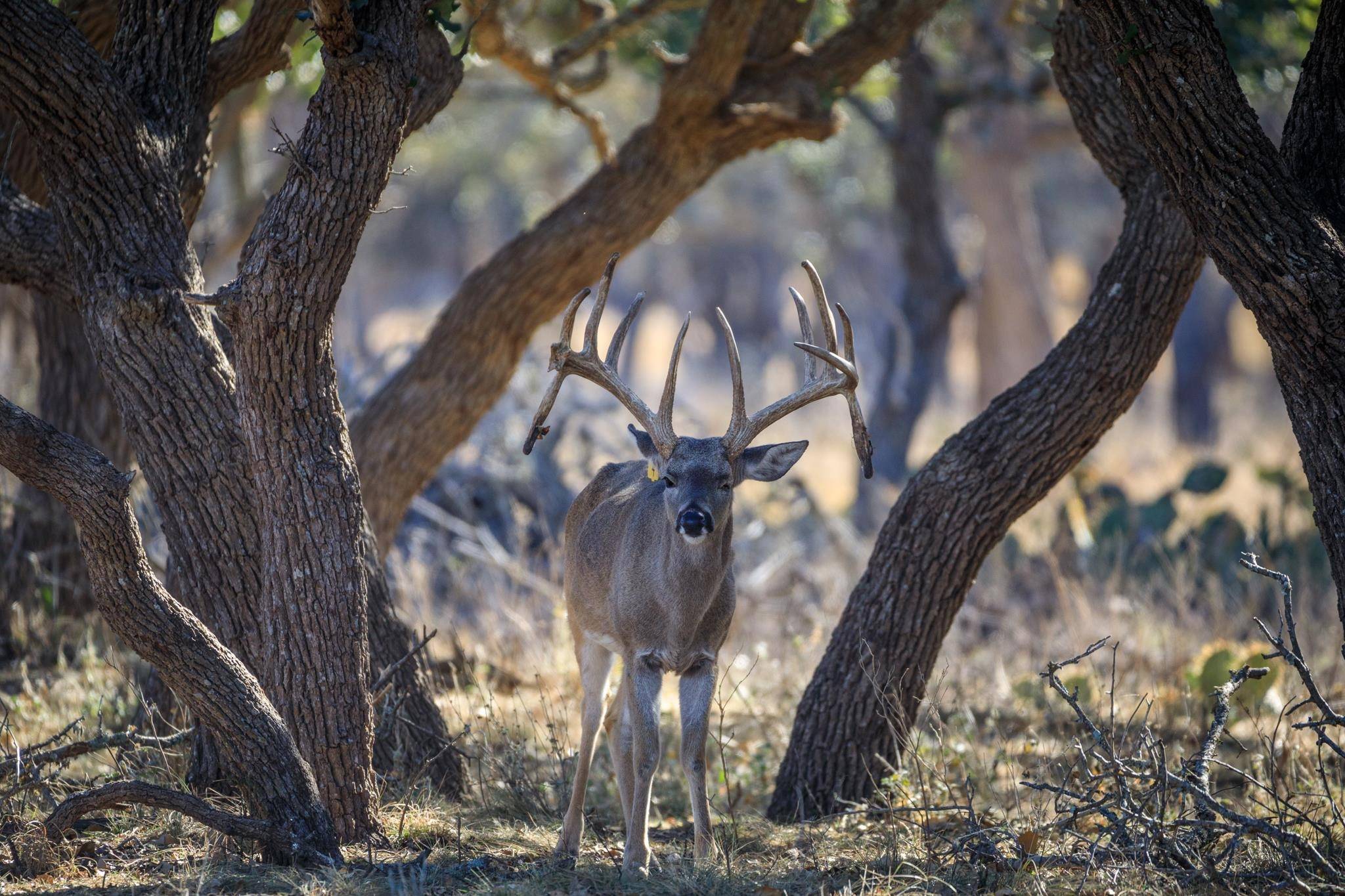 Out Of Area, TX 78631,251 Blackjack Ranch RD