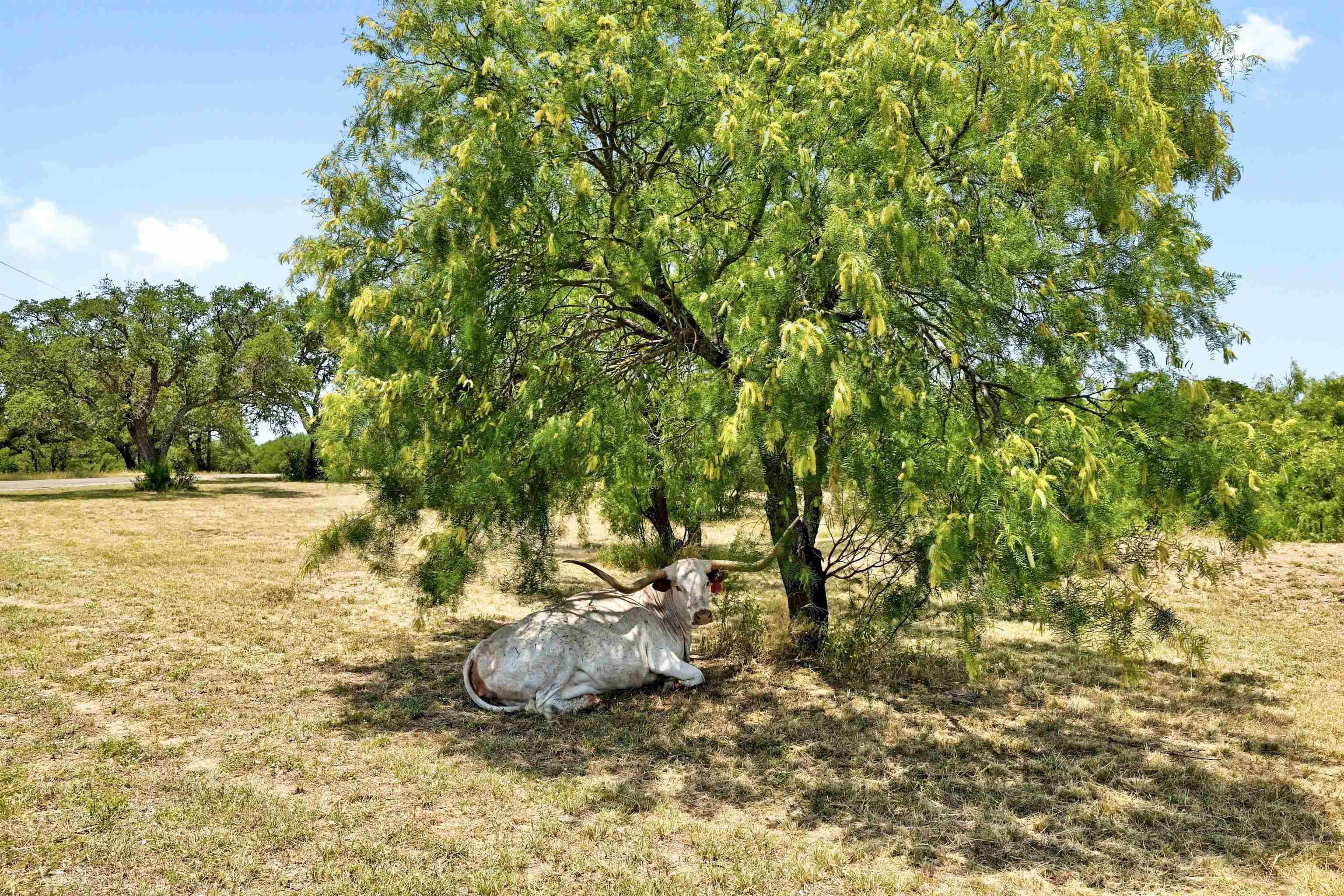 Buchanan Dam, TX 78609,191 Sonya RD