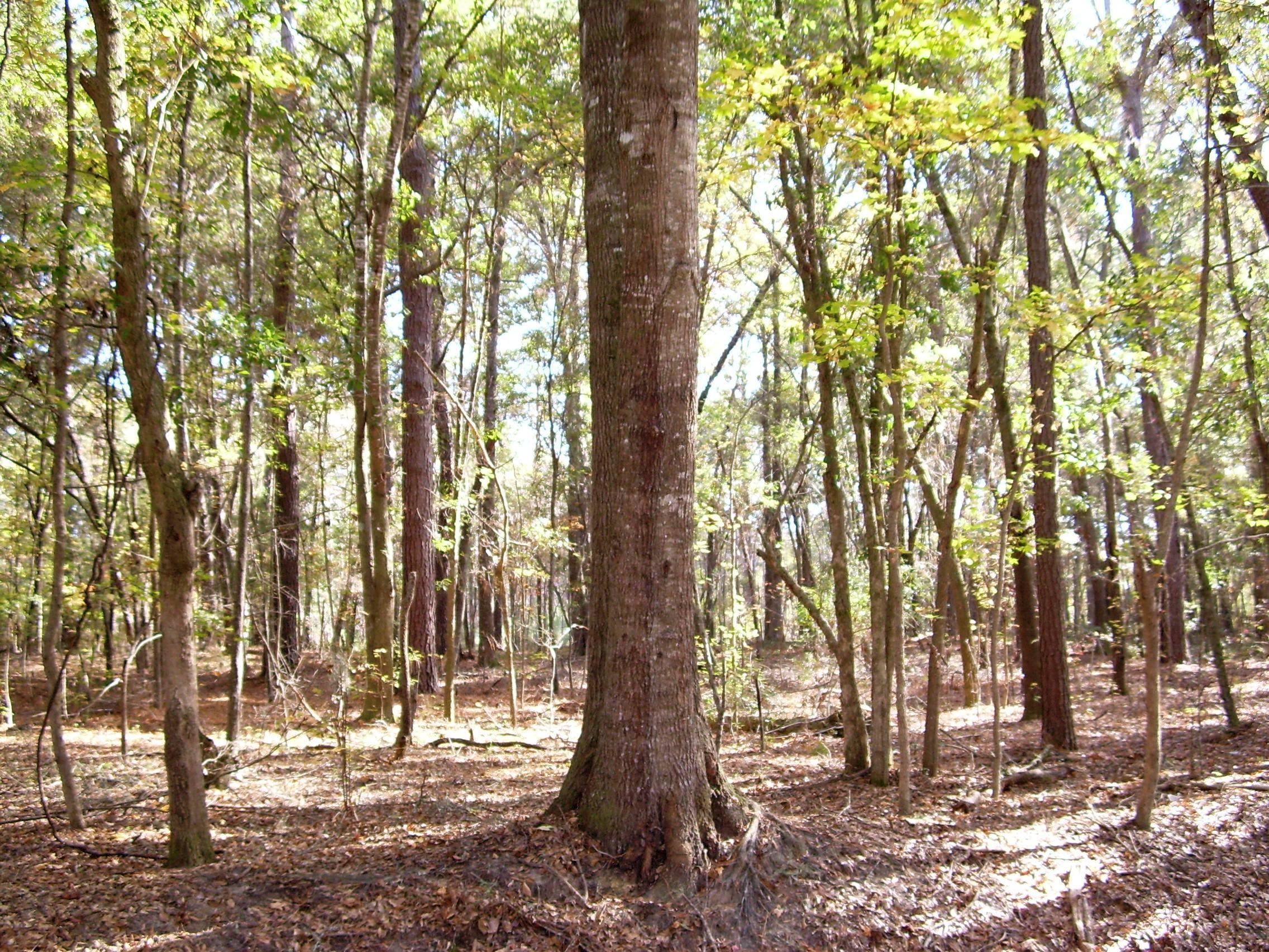 Wadmalaw Island, SC 29487,5432 Katy Hill Rd