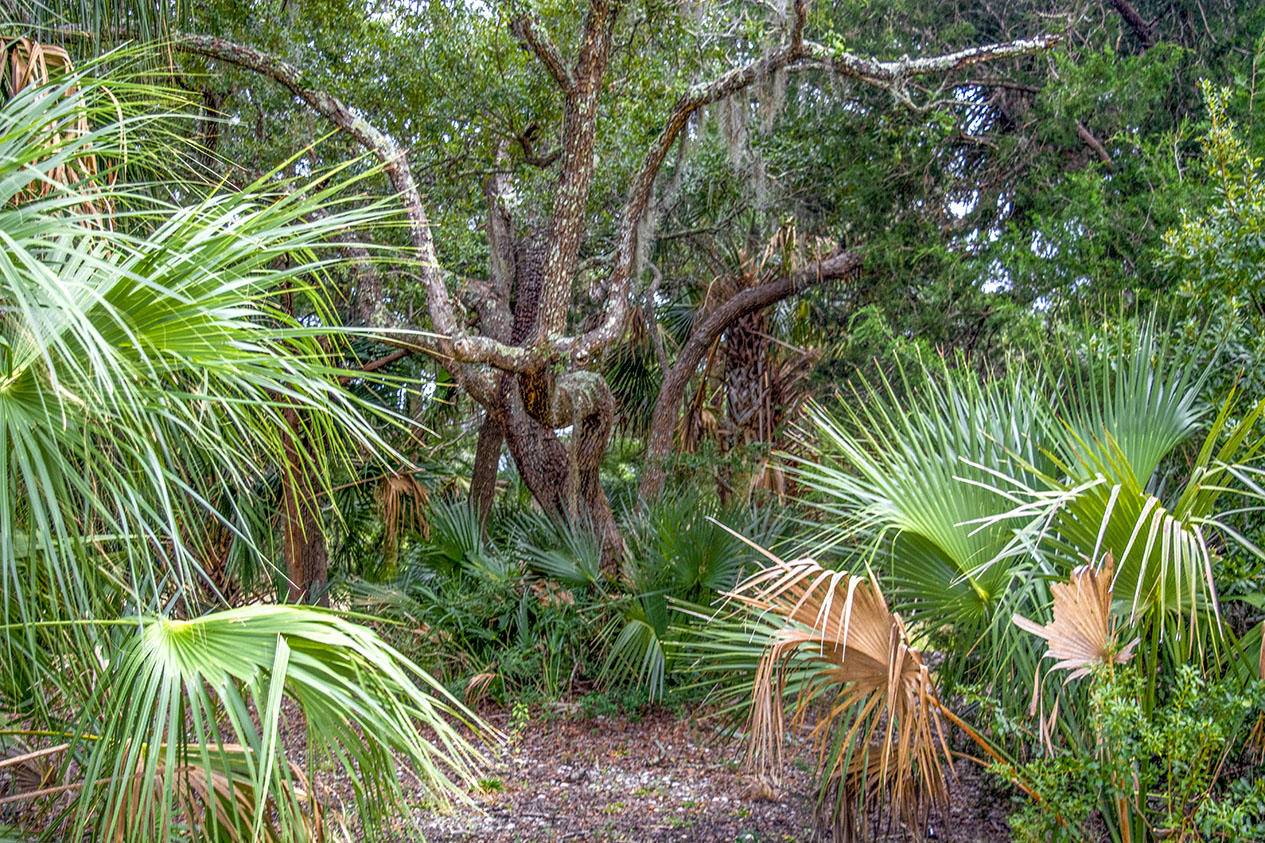 Edisto Island, SC 29438,0 Hammocks Way