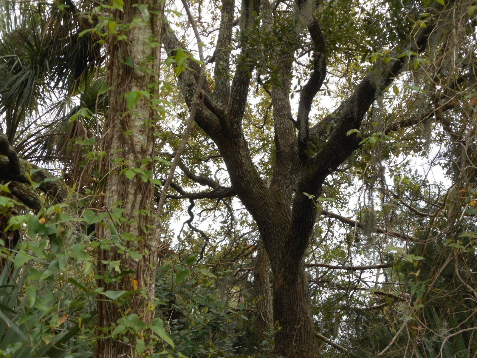 Edisto Island, SC 29438,6 Heron Cv