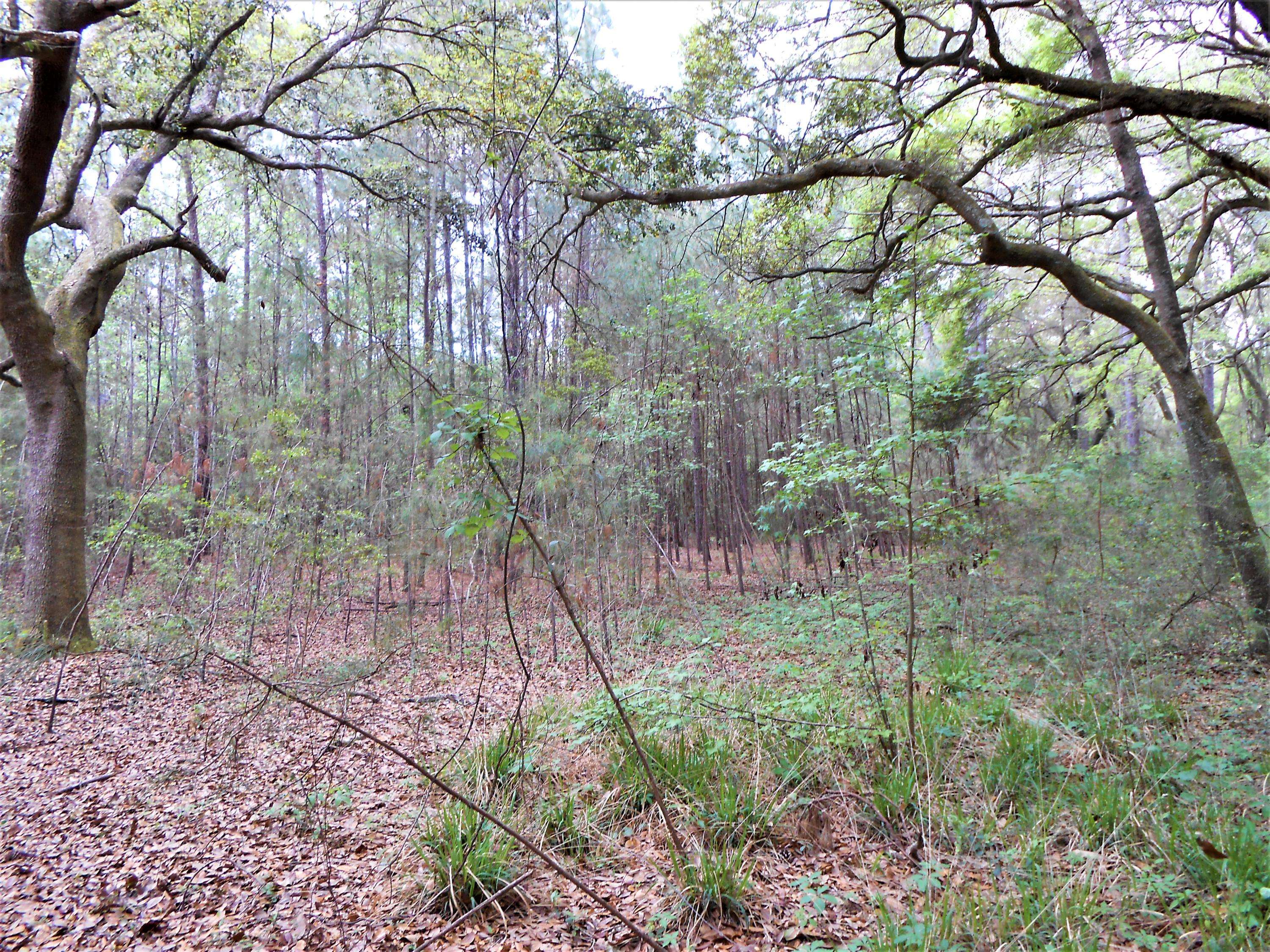 Edisto Island, SC 29438,Lot 24 Chaplin Garden Ln