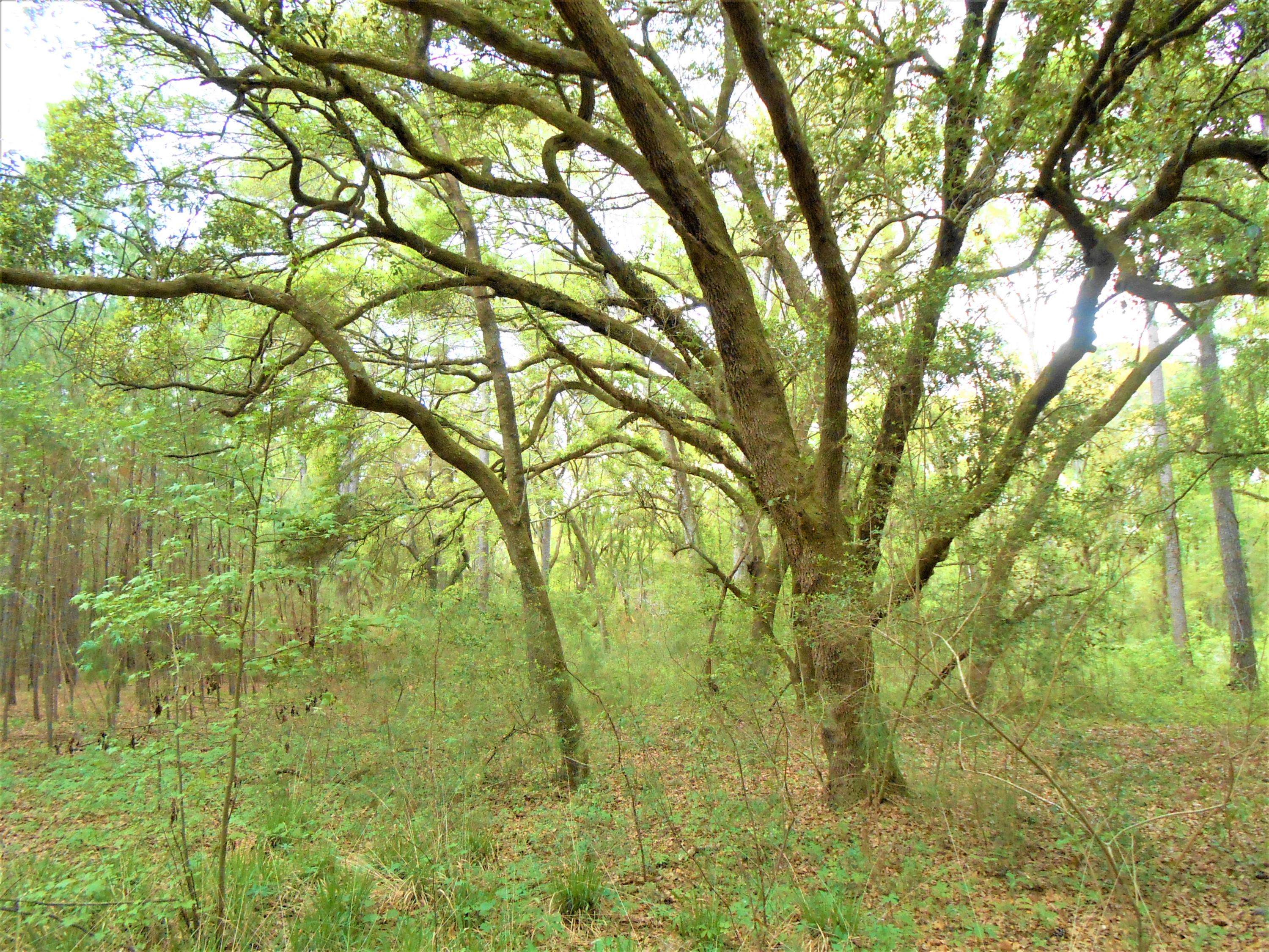 Edisto Island, SC 29438,Lot 24 Chaplin Garden Ln