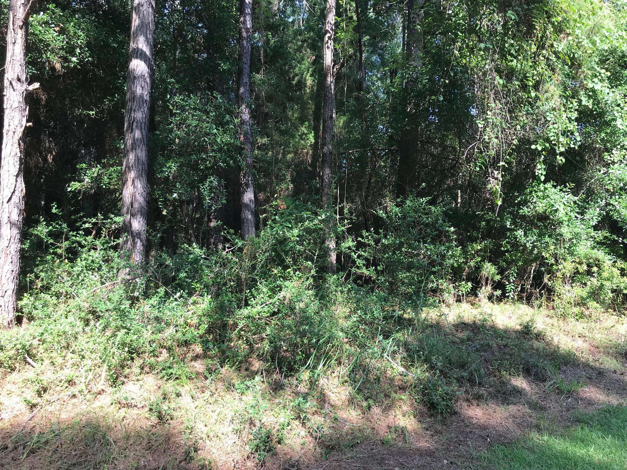 Edisto Island, SC 29438,8468 Middleton Point Ln