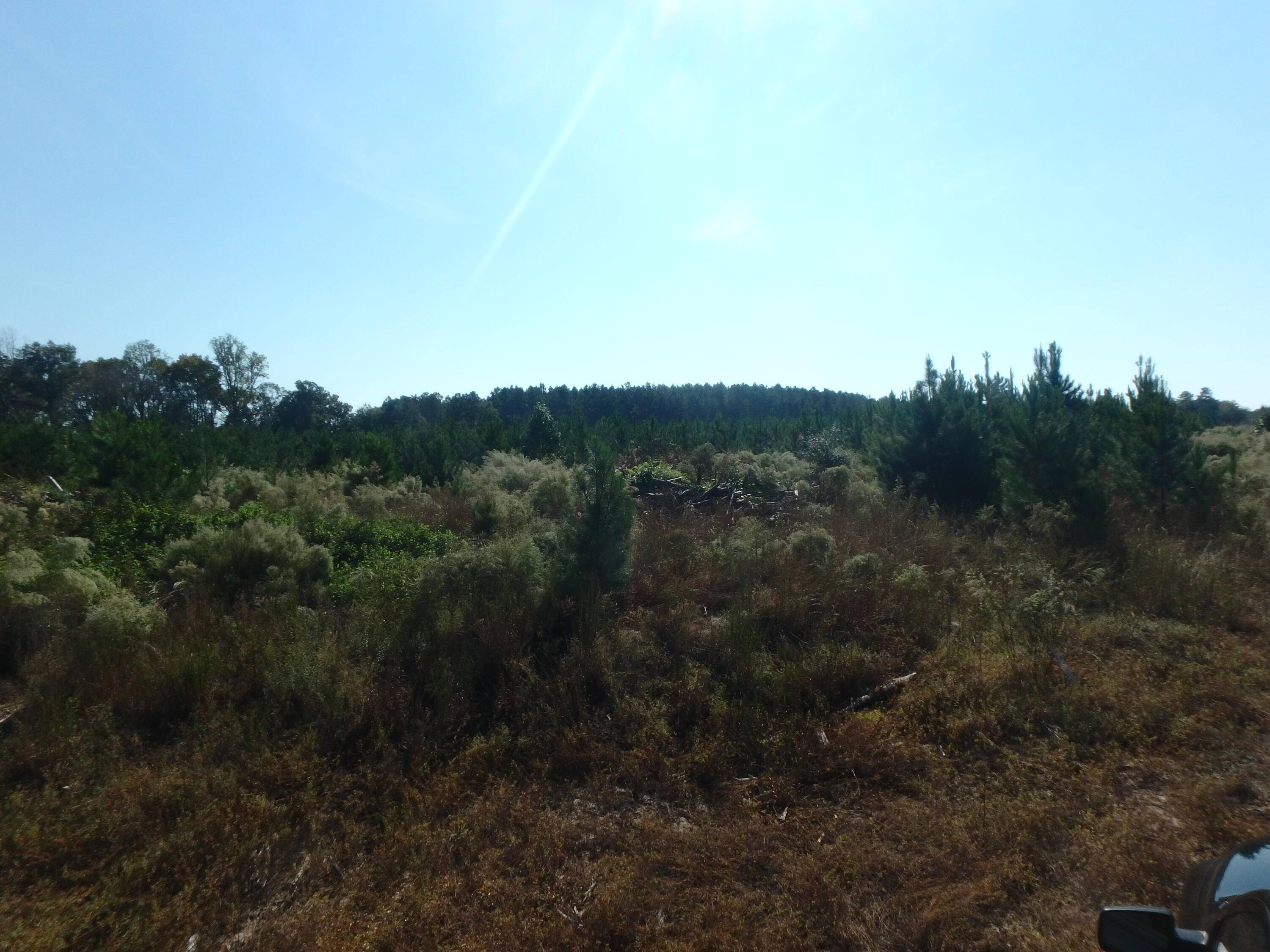 Blackville, SC 29817,Tbd Ebenezer Rd