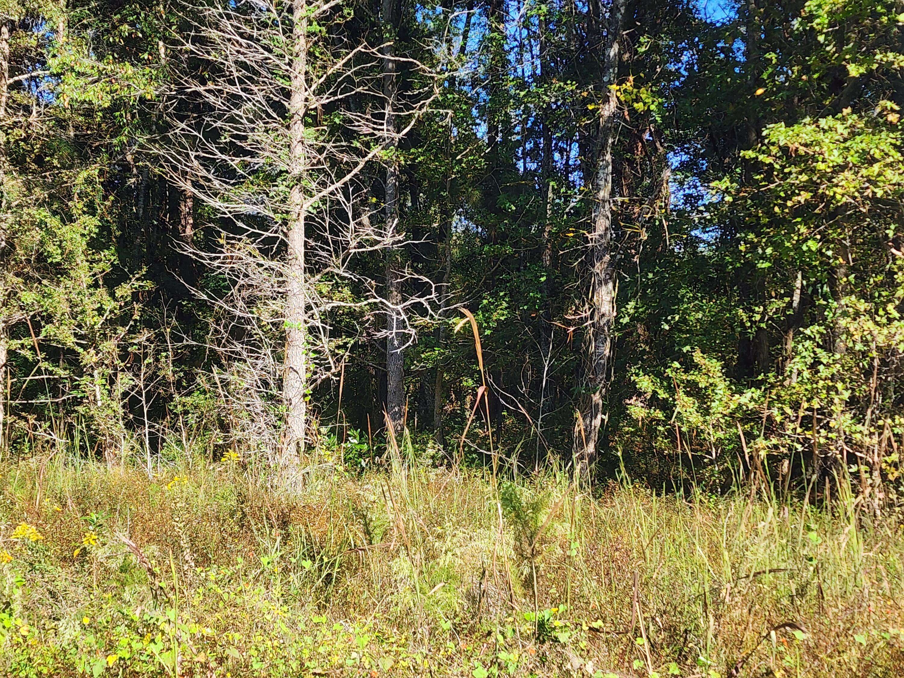 Saint George, SC 29477,0 Ordie Rd