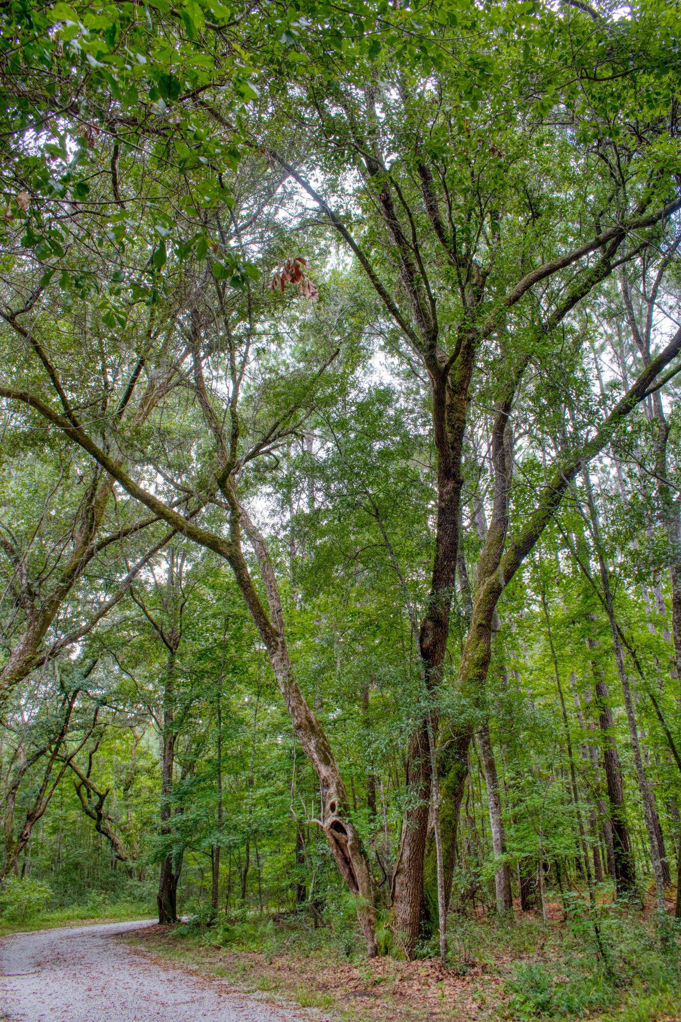 Wadmalaw Island, SC 29487,2744 Samuel Gibbs Rd