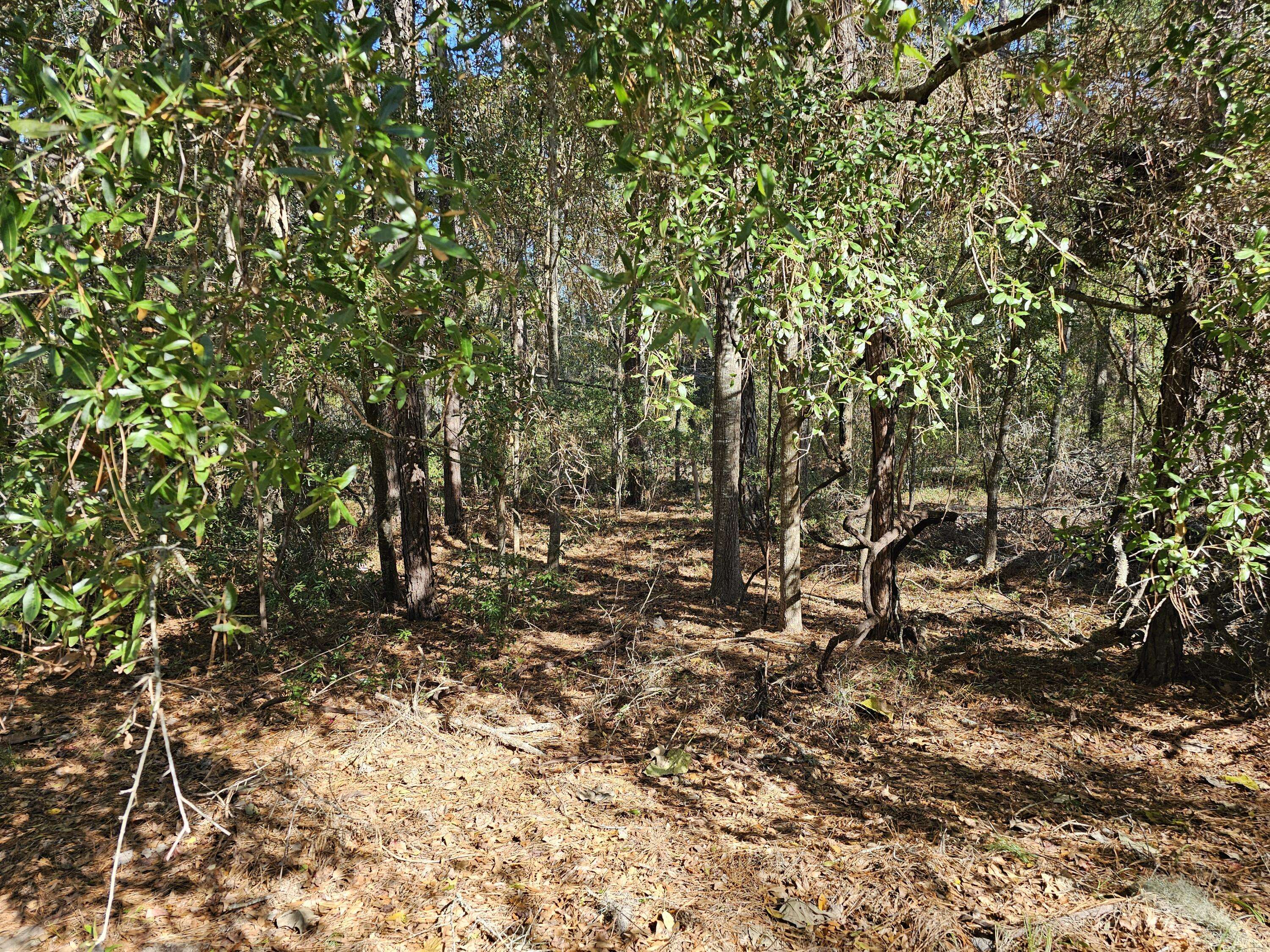 Edisto Island, SC 29438,890 Flowers Ln