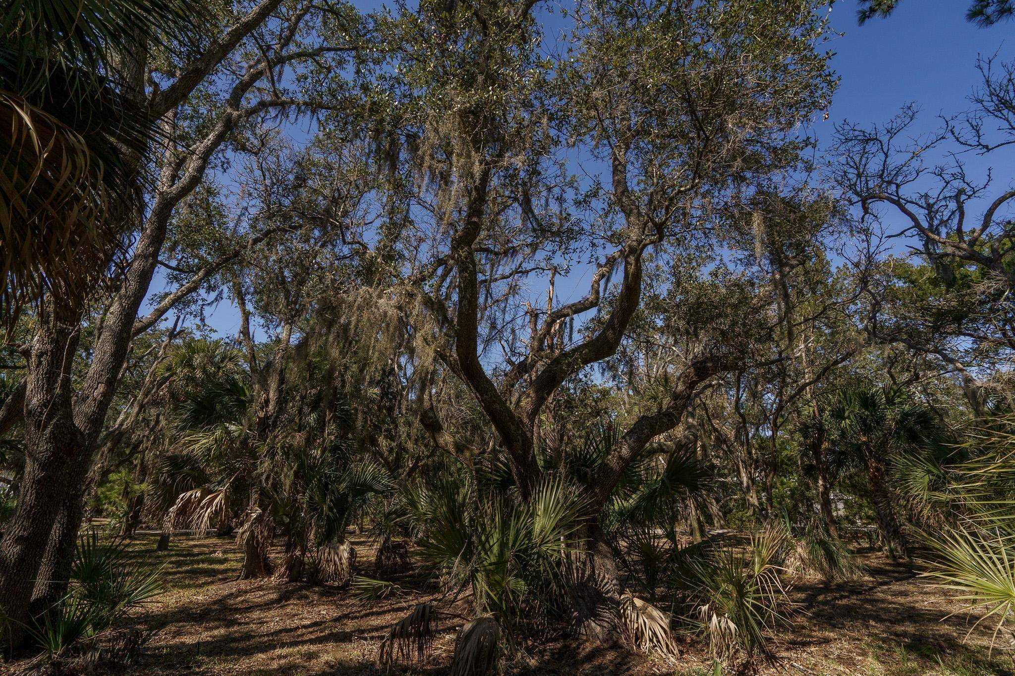 Edisto Island, SC 29438,50 Tranquility Ln