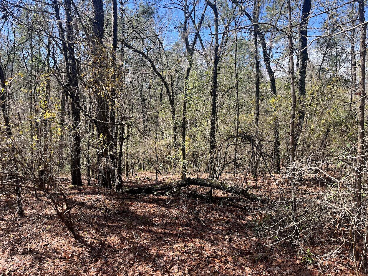 Walterboro, SC 29488,01 China Ct