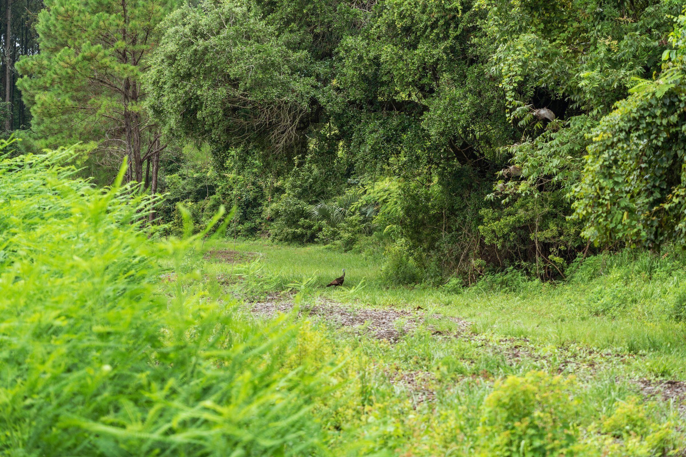 Johns Island, SC 29455,2924 Lodge Berry Ln