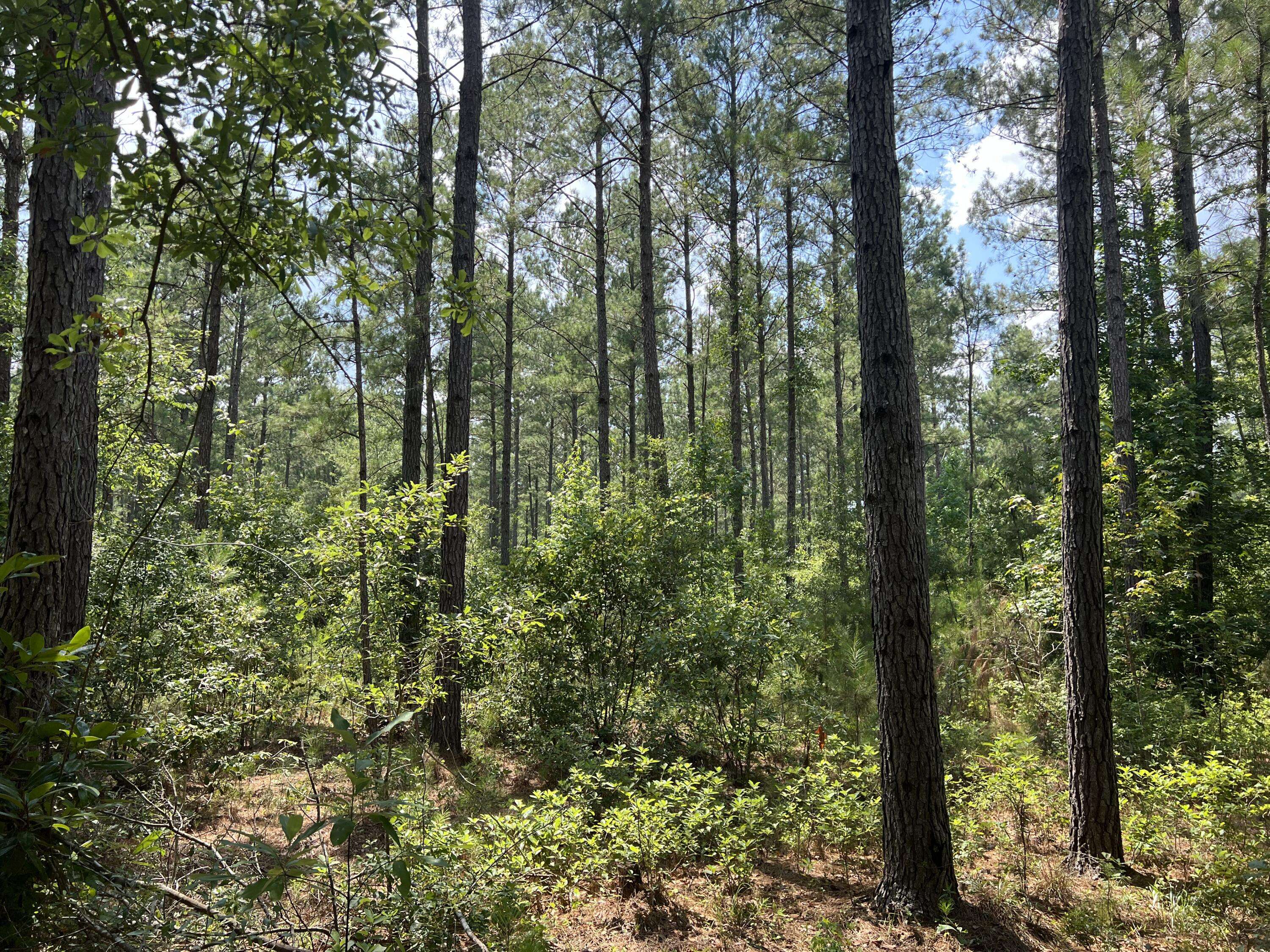 Walterboro, SC 29488,0 Peurifoy Rd