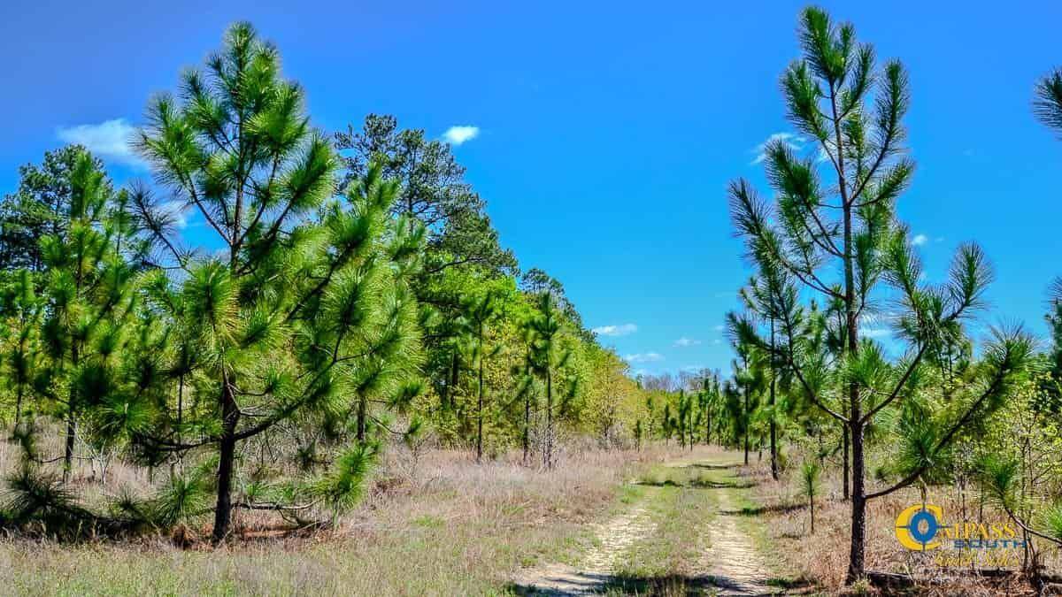 Bethune, SC 29009,5659 Mt Pisgah Rd