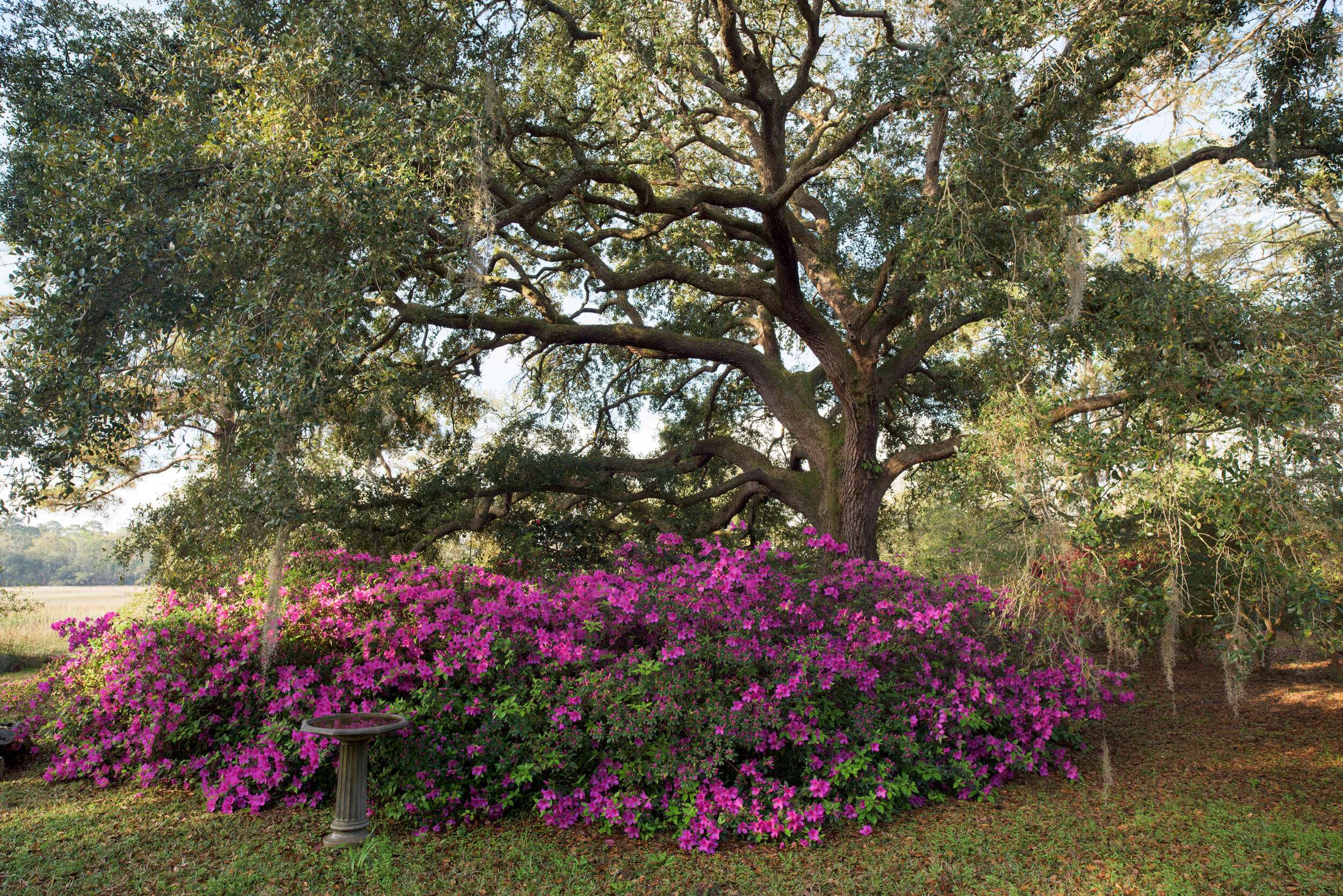 Edisto Island, SC 29438,8057 Point Of Pines Rd