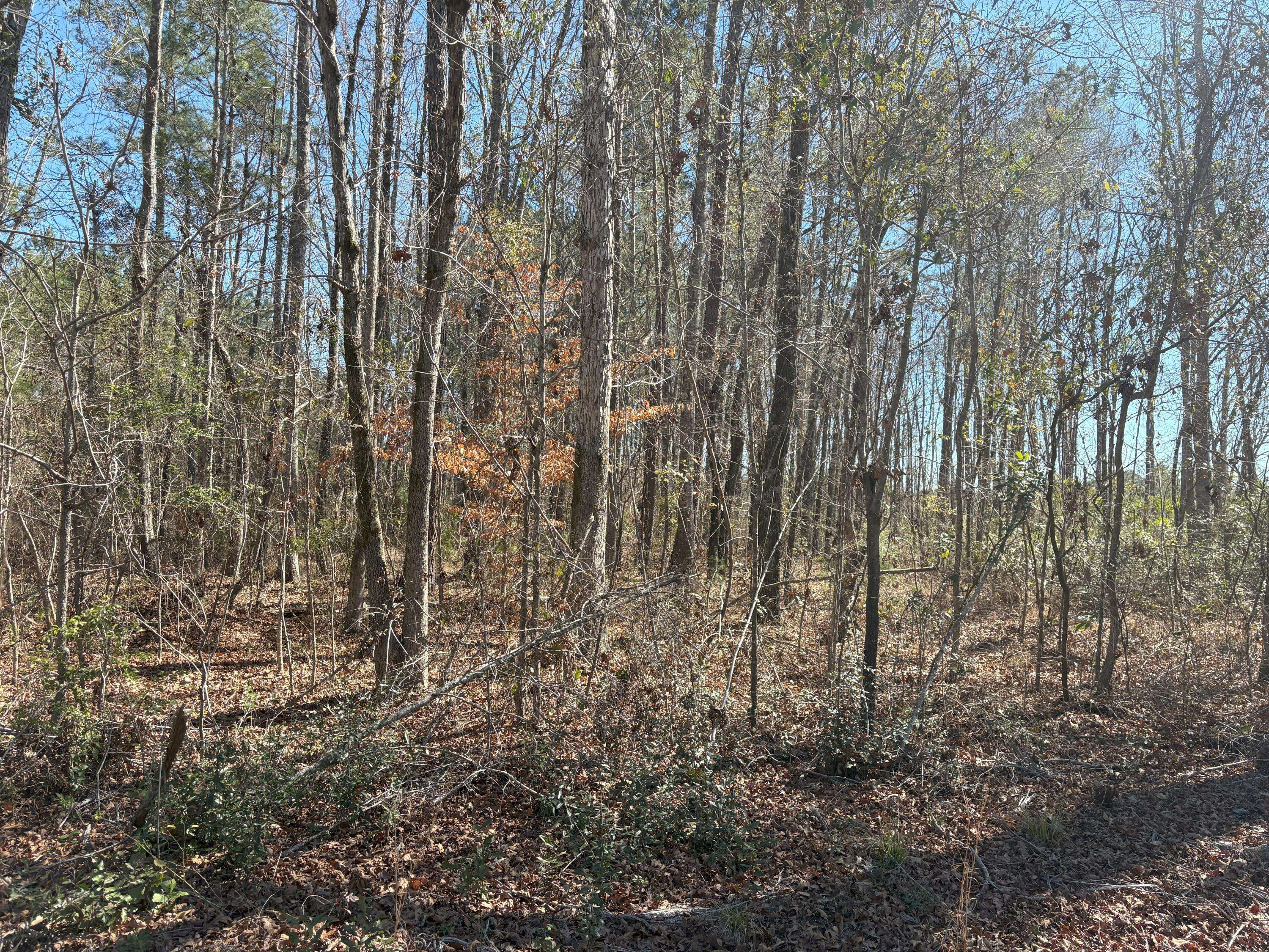 Ridgeville, SC 29472,000 Old Beech Hill Rd Rd