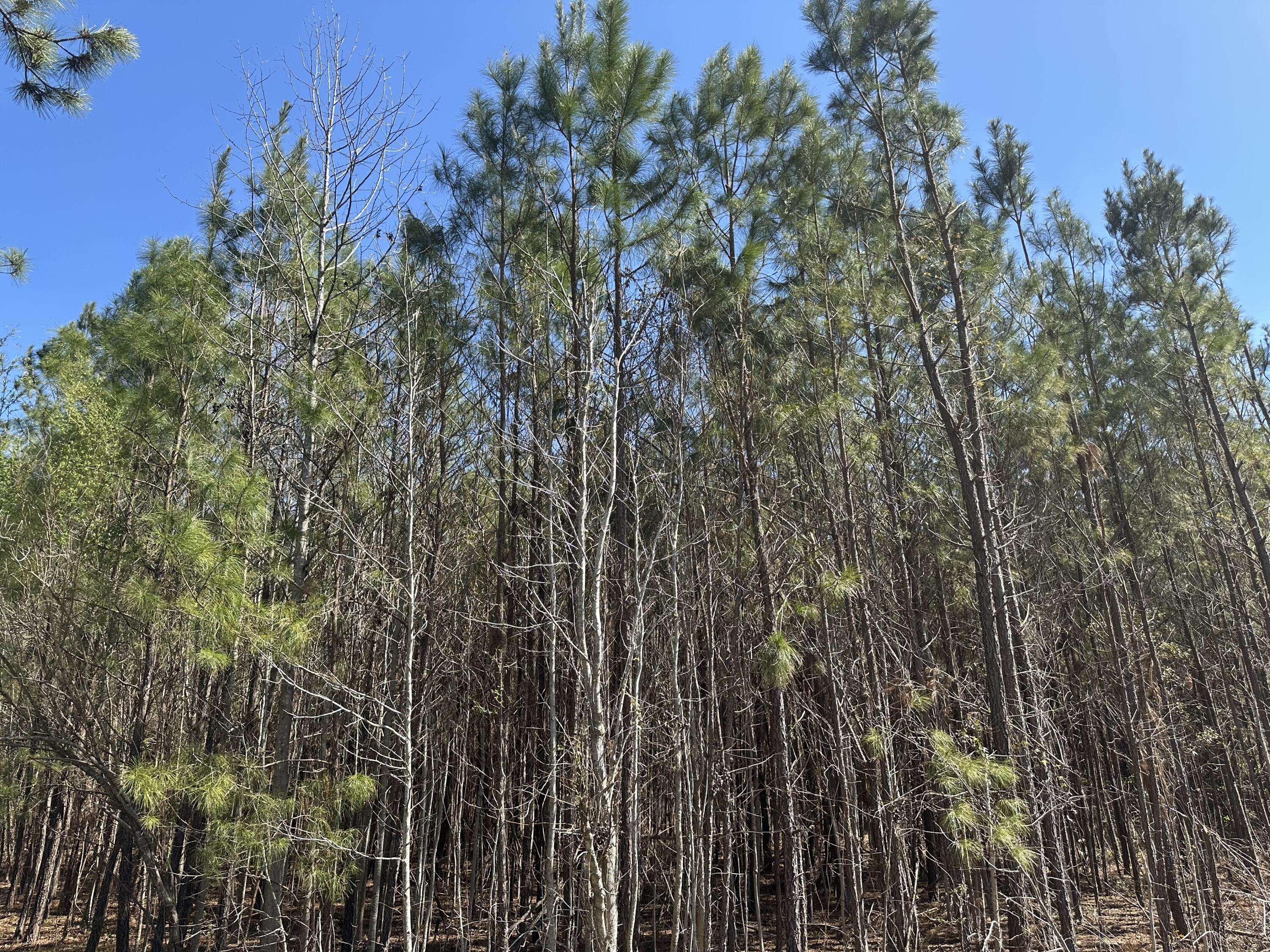 Ridgeville, SC 29472,1726 Highway 61