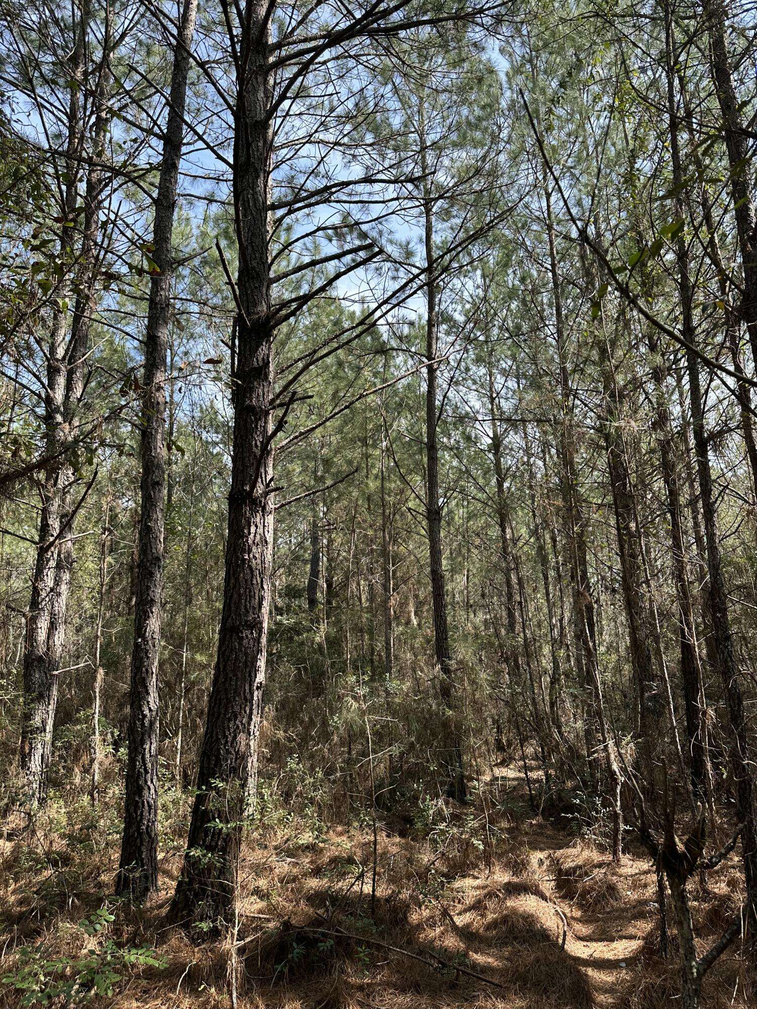 Smoaks, SC 29481,0 Log Cabin Lane