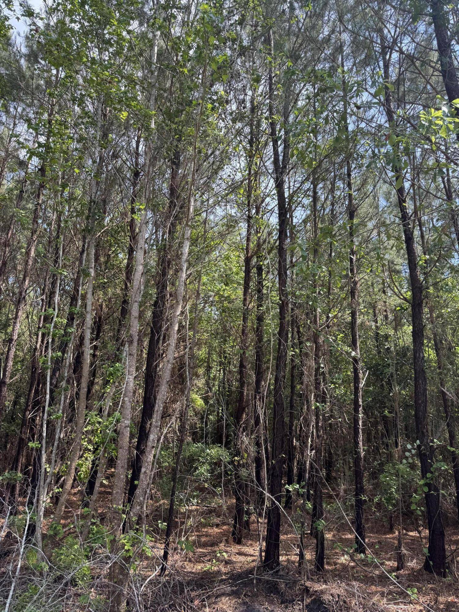 Walterboro, SC 29488,1-F Mt Carmel Rd