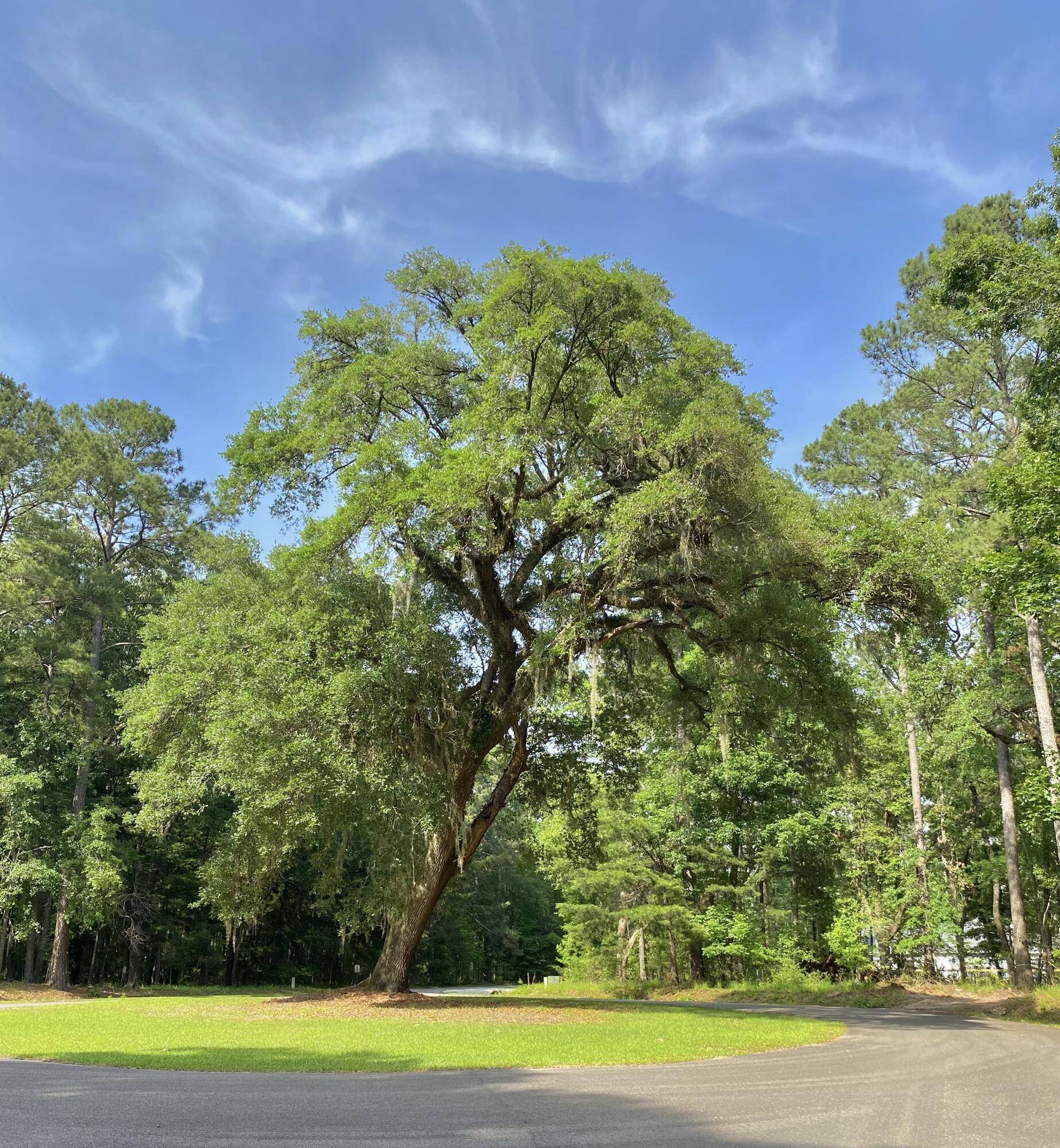Ravenel, SC 29470,Lot 8 Buttonbush Dr
