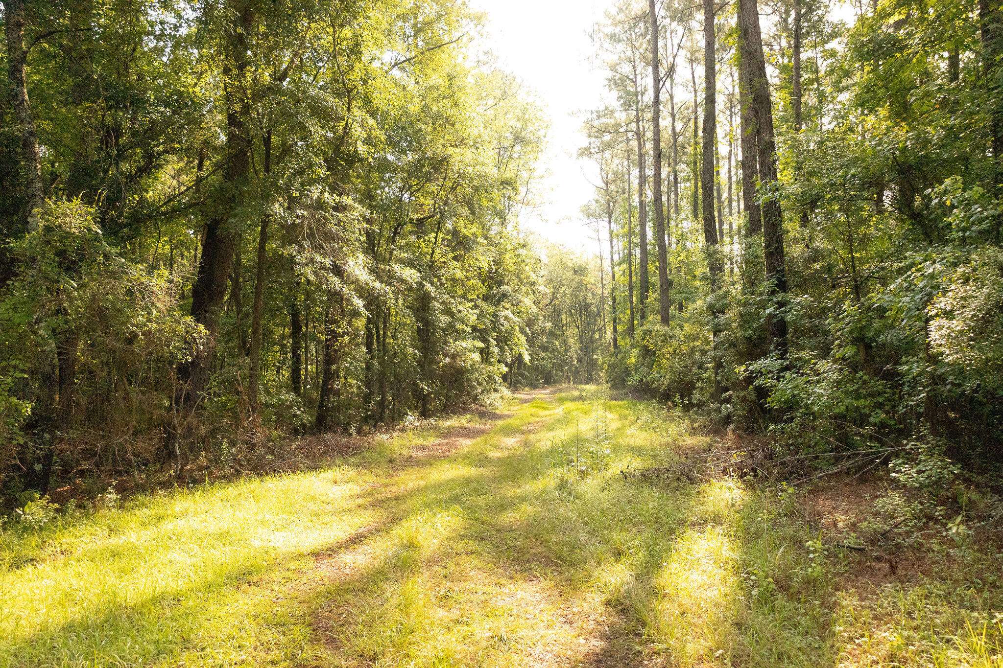 Cottageville, SC 29435,1a Red Oak Rd