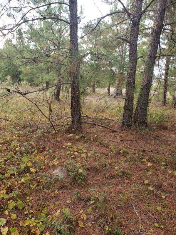 Orangeburg, SC 29115,808 Lakeside View Ln