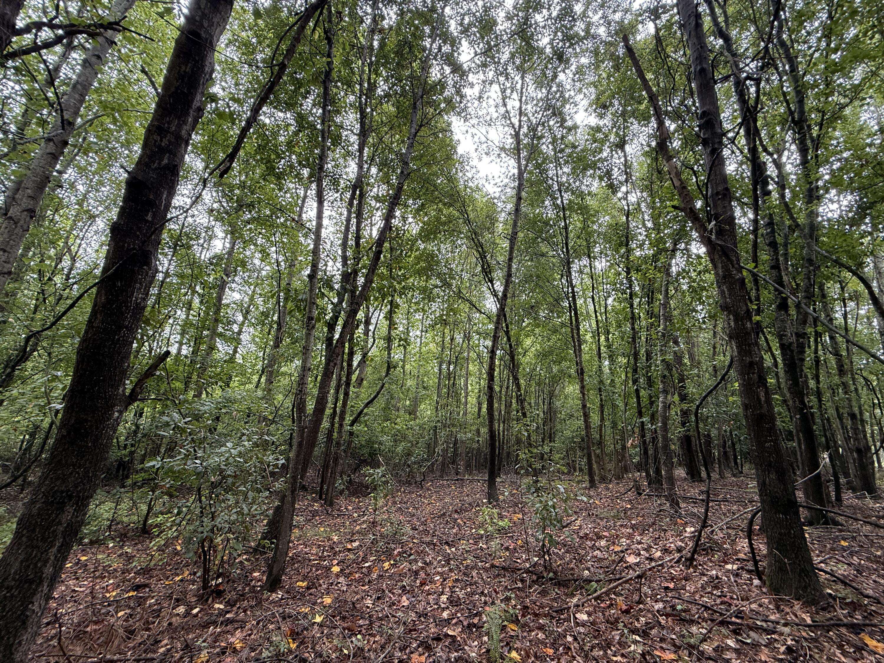 Williston, SC 29853,0000 State Rd S-6-169