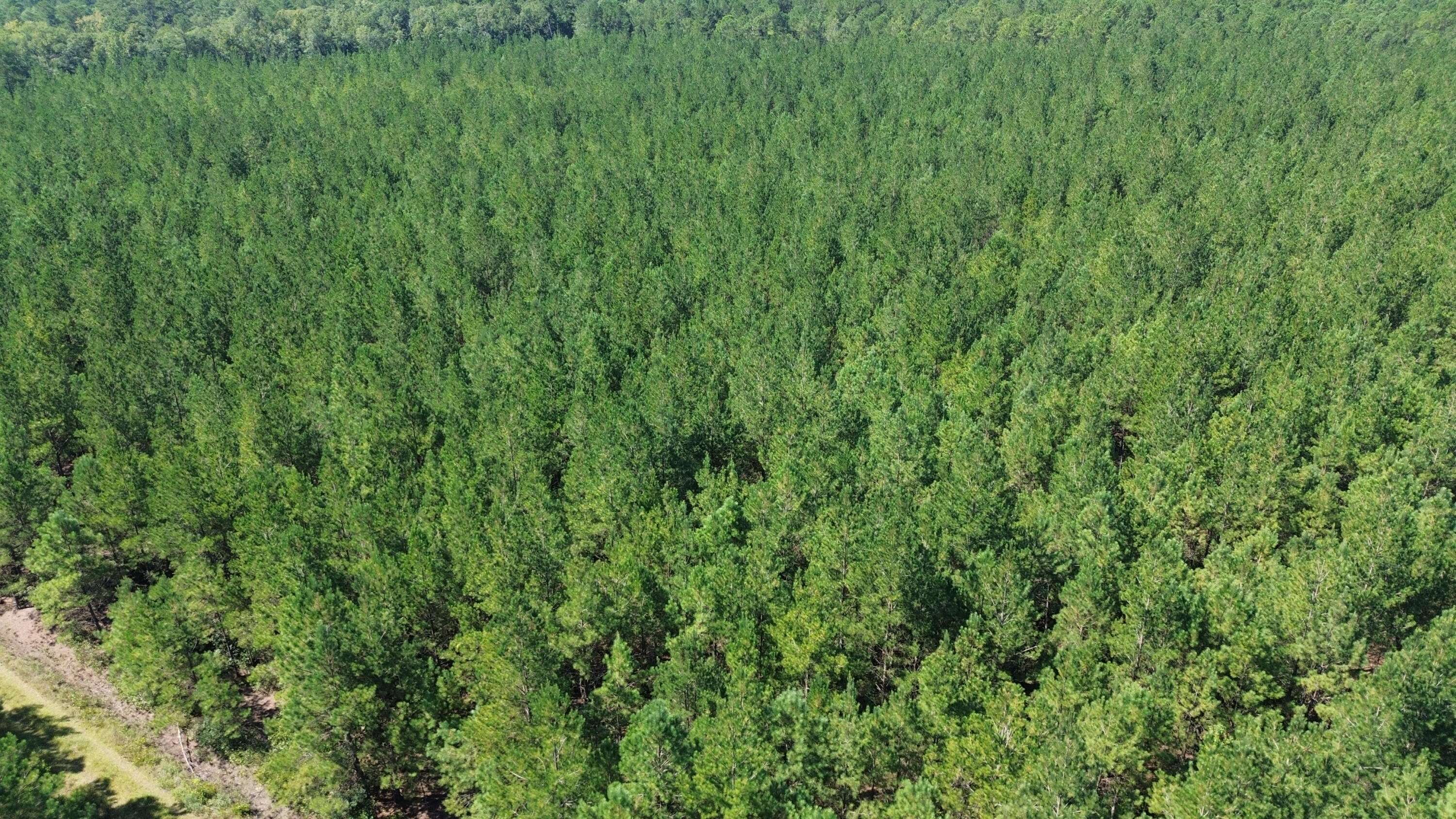 Cottageville, SC 29435,15 Red Oak Rd