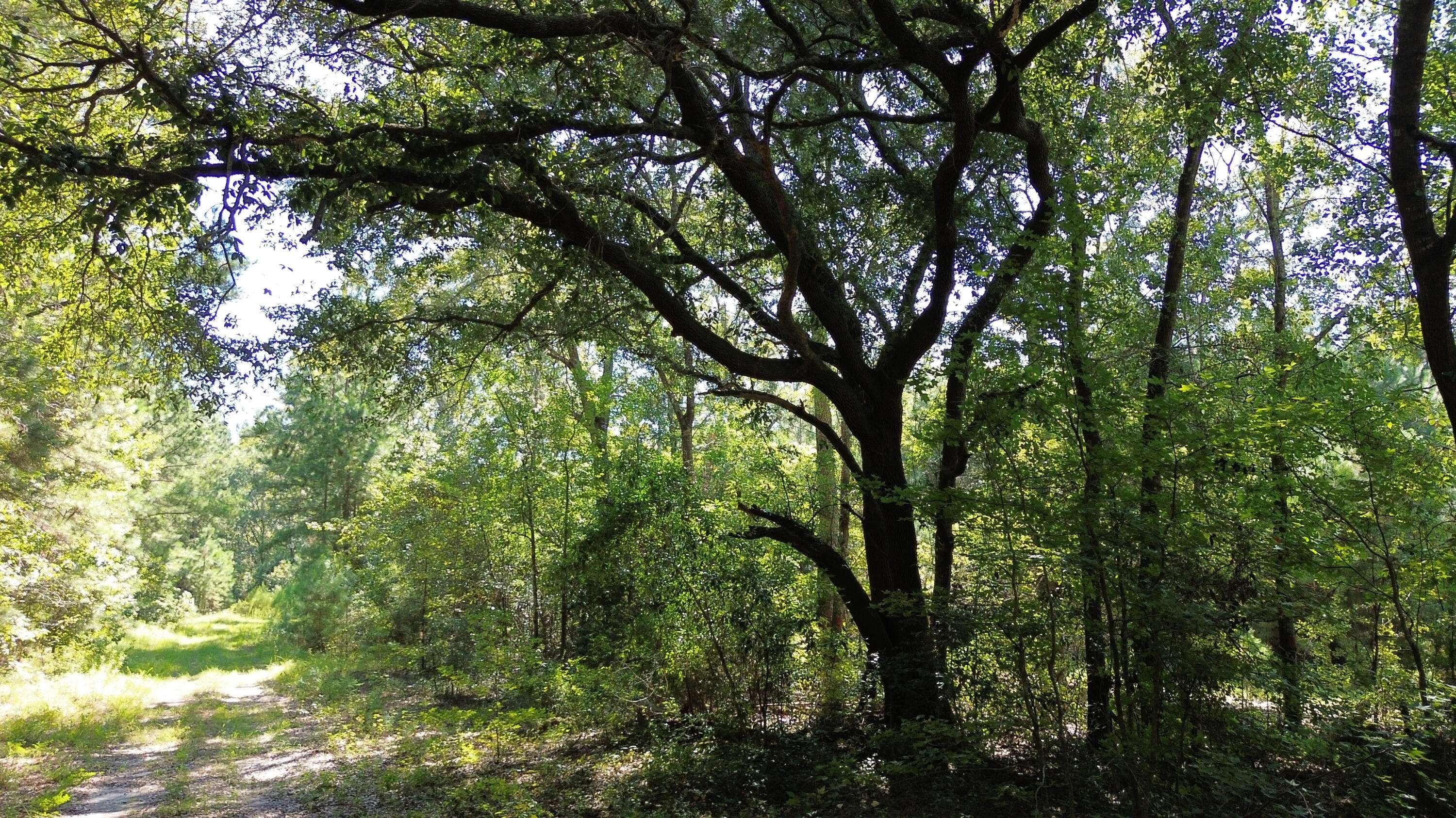 Ruffin, SC 29475,0 Lowcountry Hwy