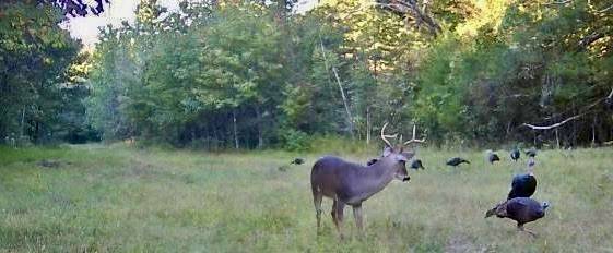 Cedarville, AR 72932,TBD Old White Water