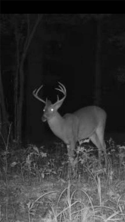 Dardanelle, AR 72025,County Rd 333