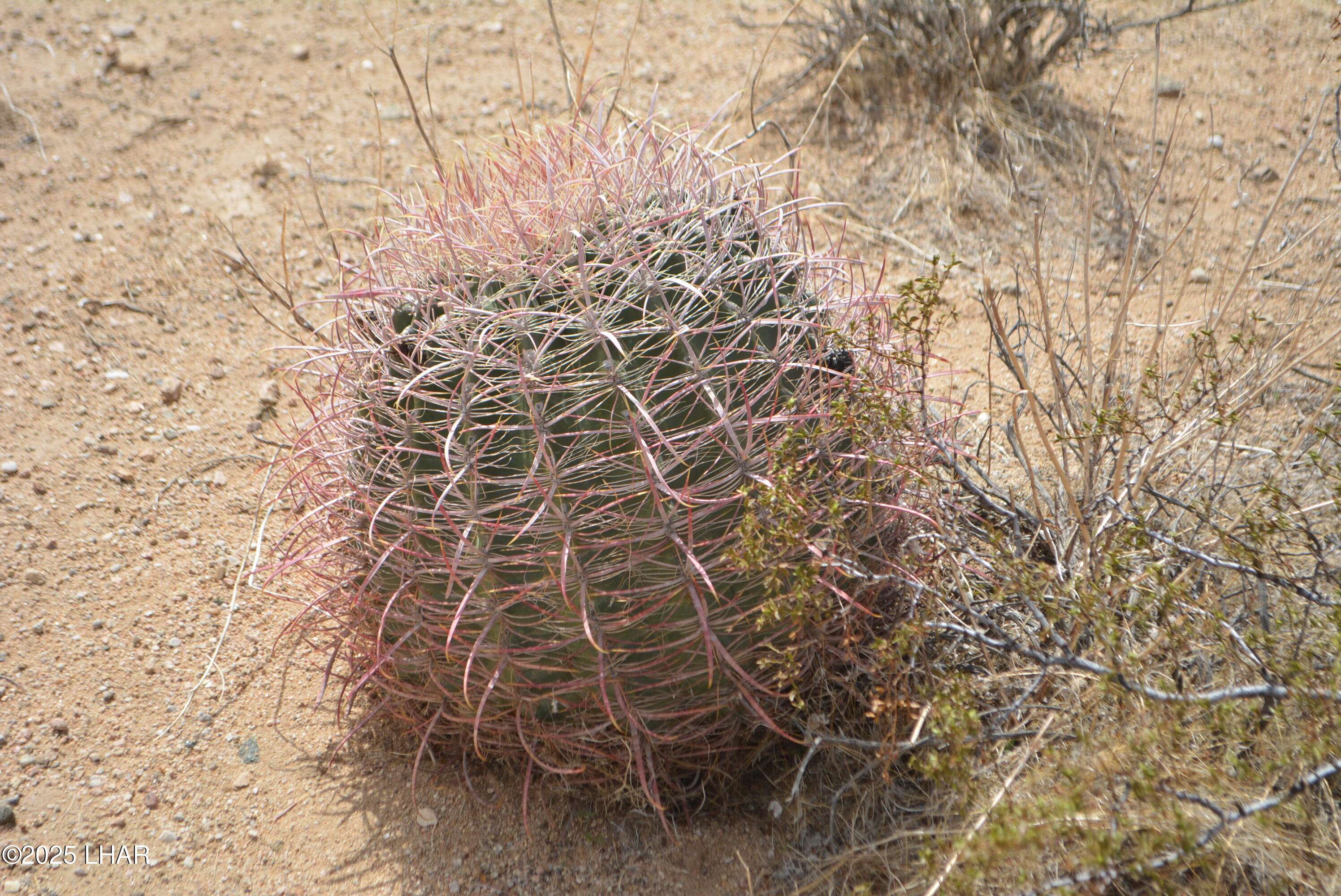 Yucca, AZ 86438,165/166 Cherry Rd