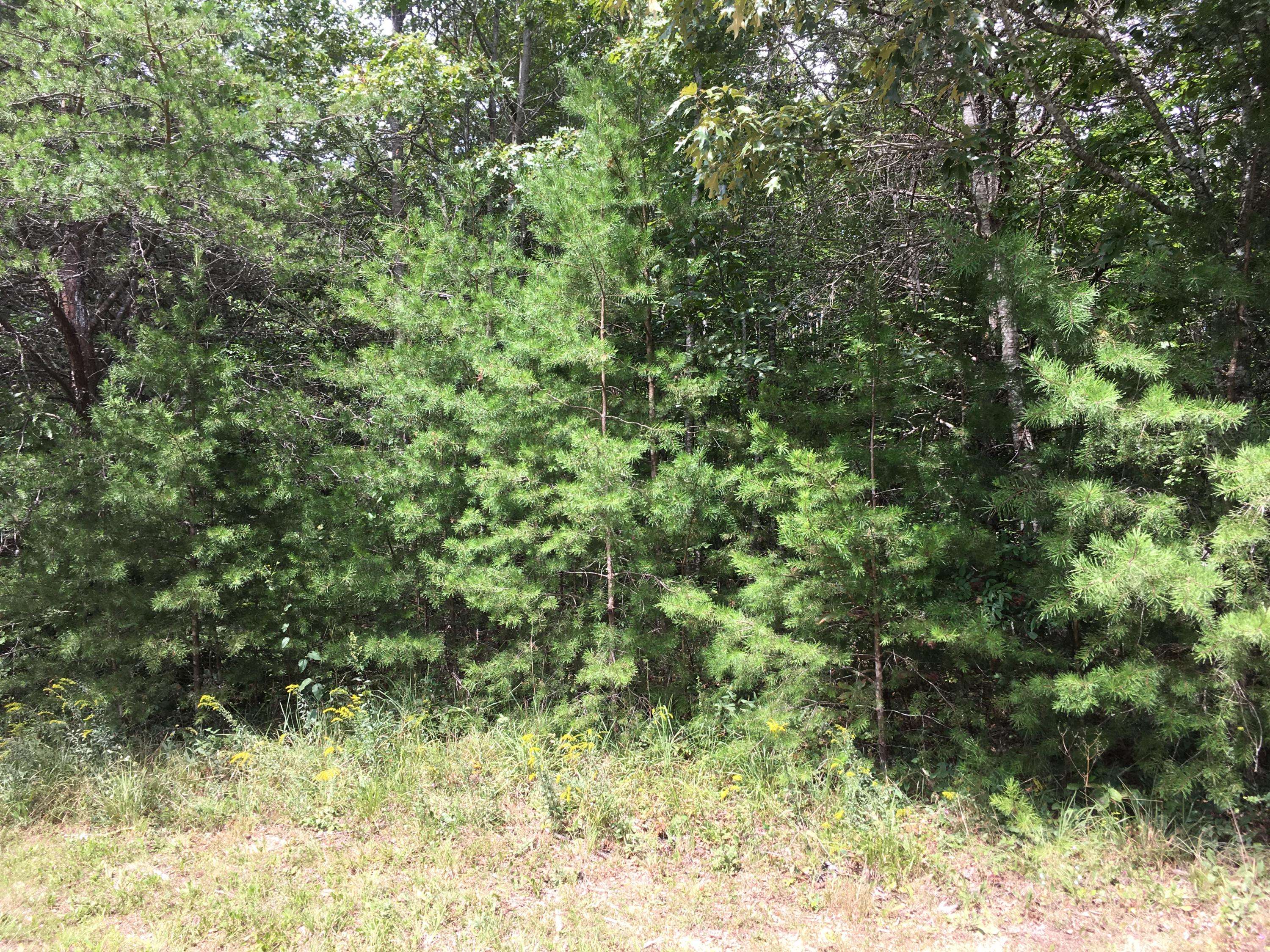 Sunbright, TN 37872,Crest View Dr