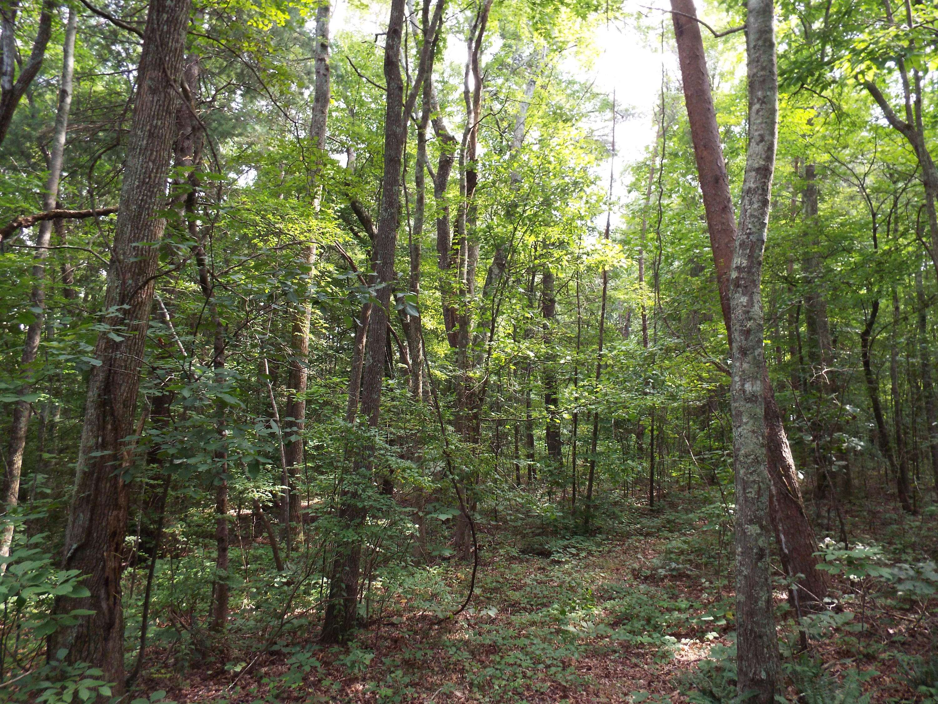 Grandview, TN 37337,32.3 Acres Firetower Rd