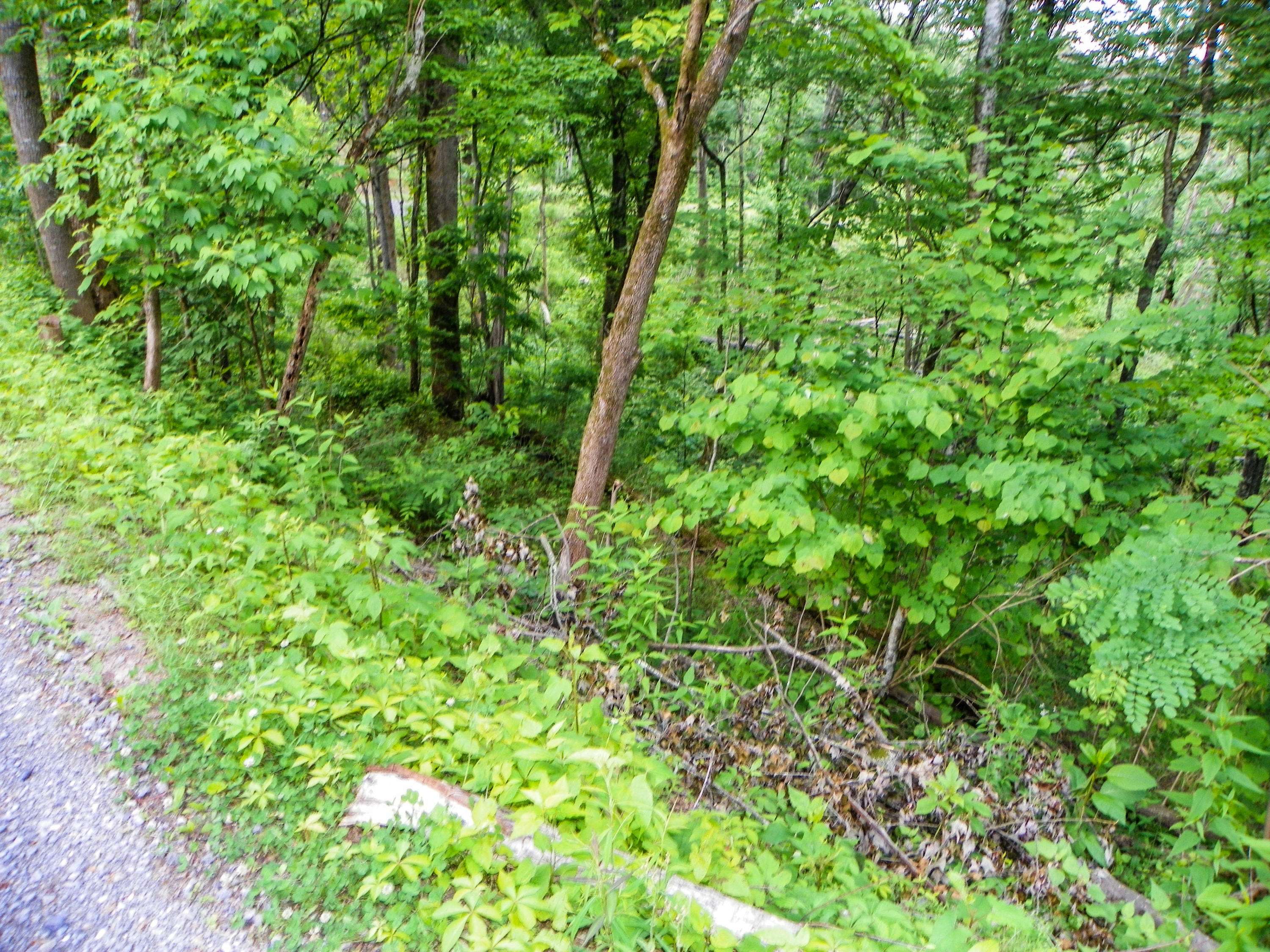 Sevierville, TN 37862,Lot# 32 Sourwood WAY