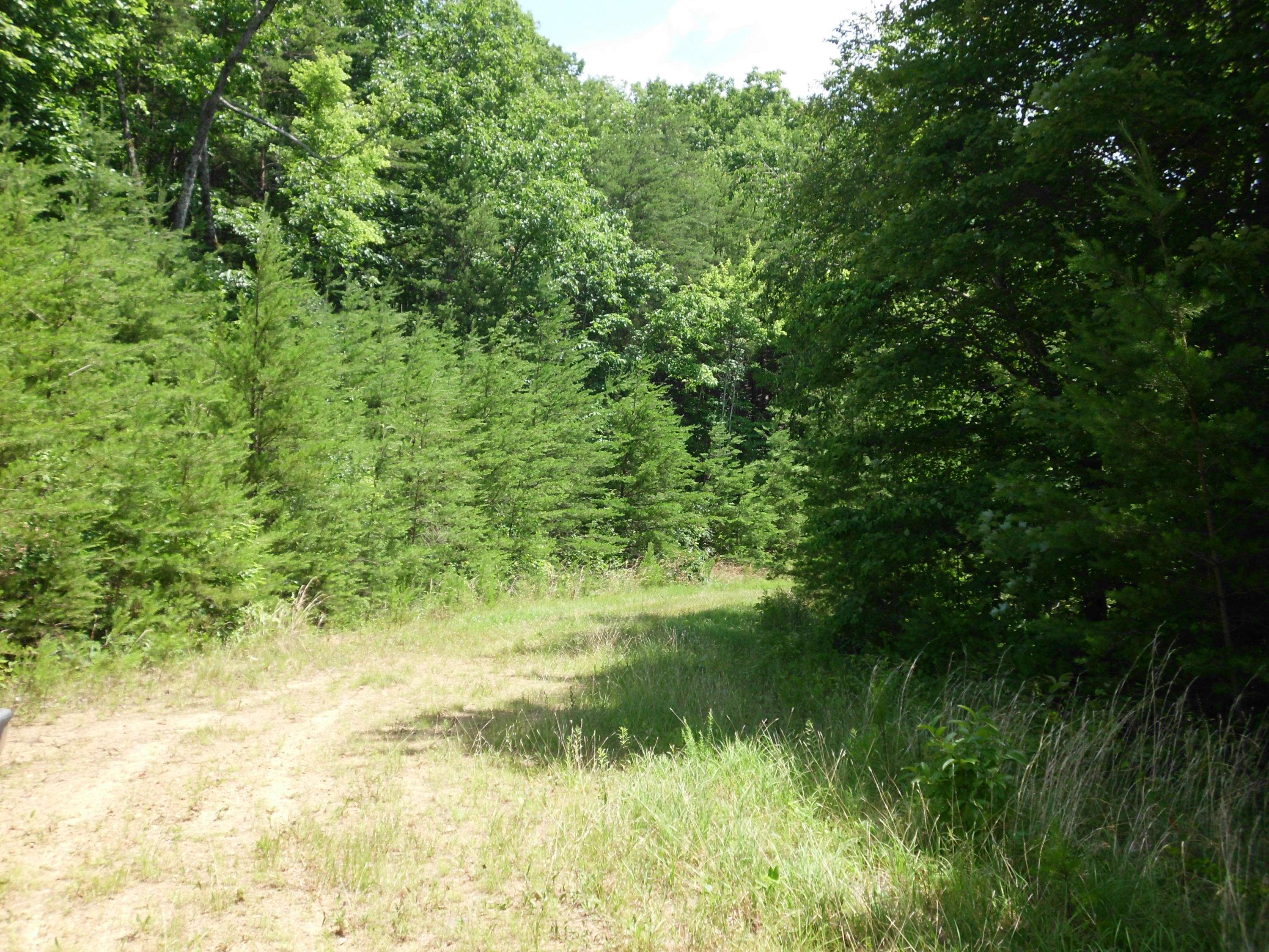 Tellico Plains, TN 37385,Off Bullet Mountain DR