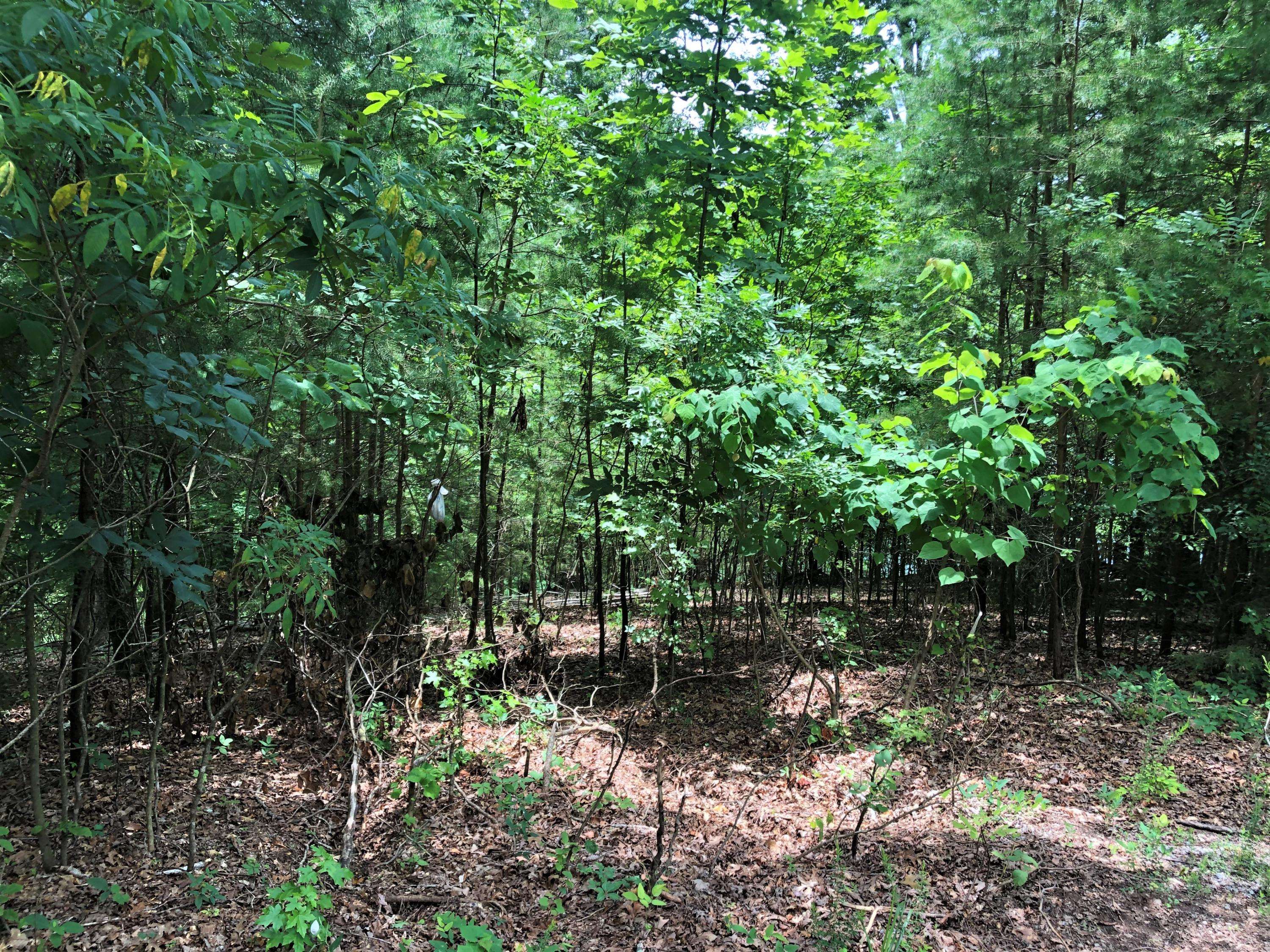 Dandridge, TN 37725,Lot 24 Beechwood DR