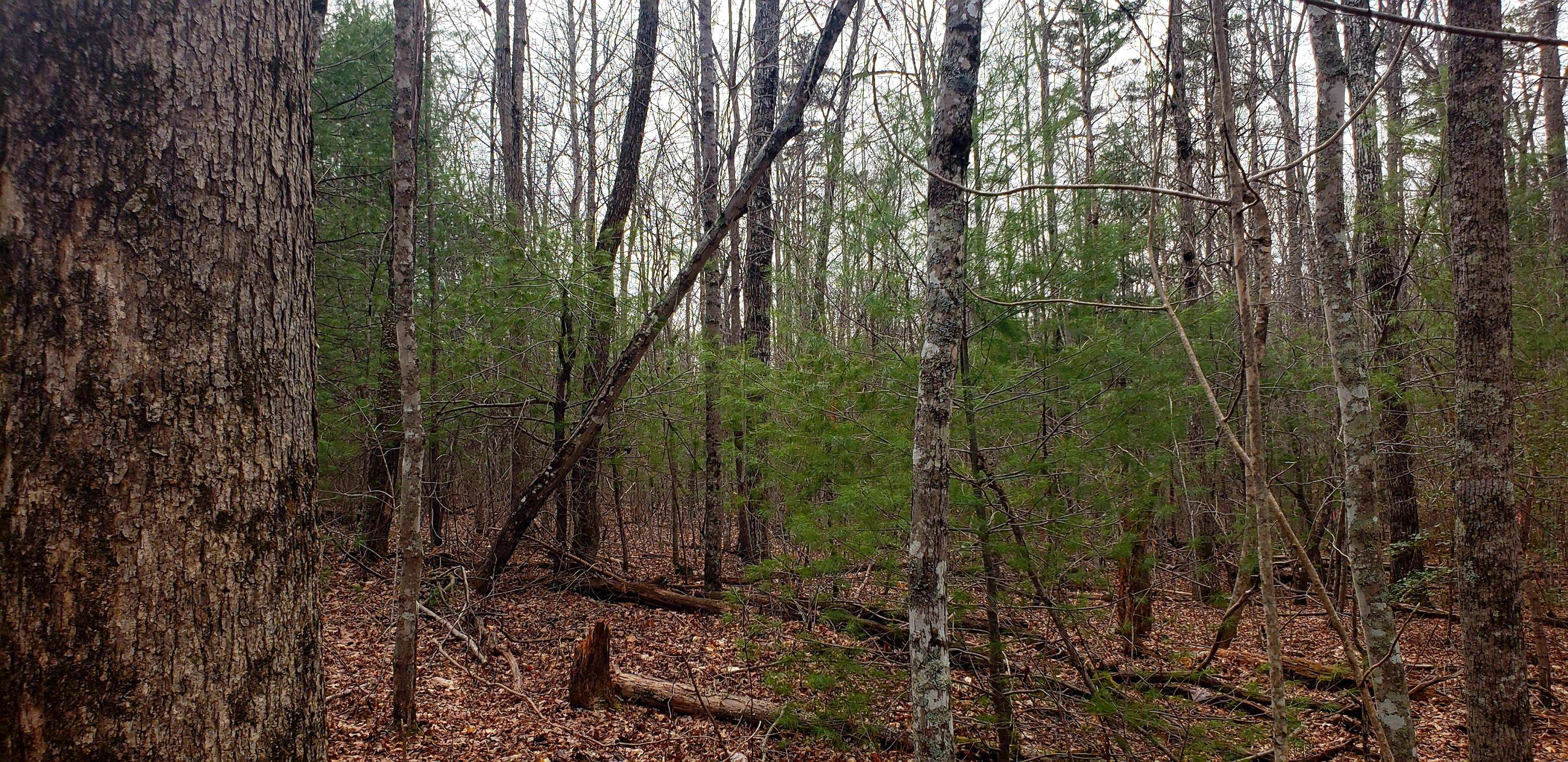 Jamestown, TN 38556,Lot 1003 Spruce Creek DR