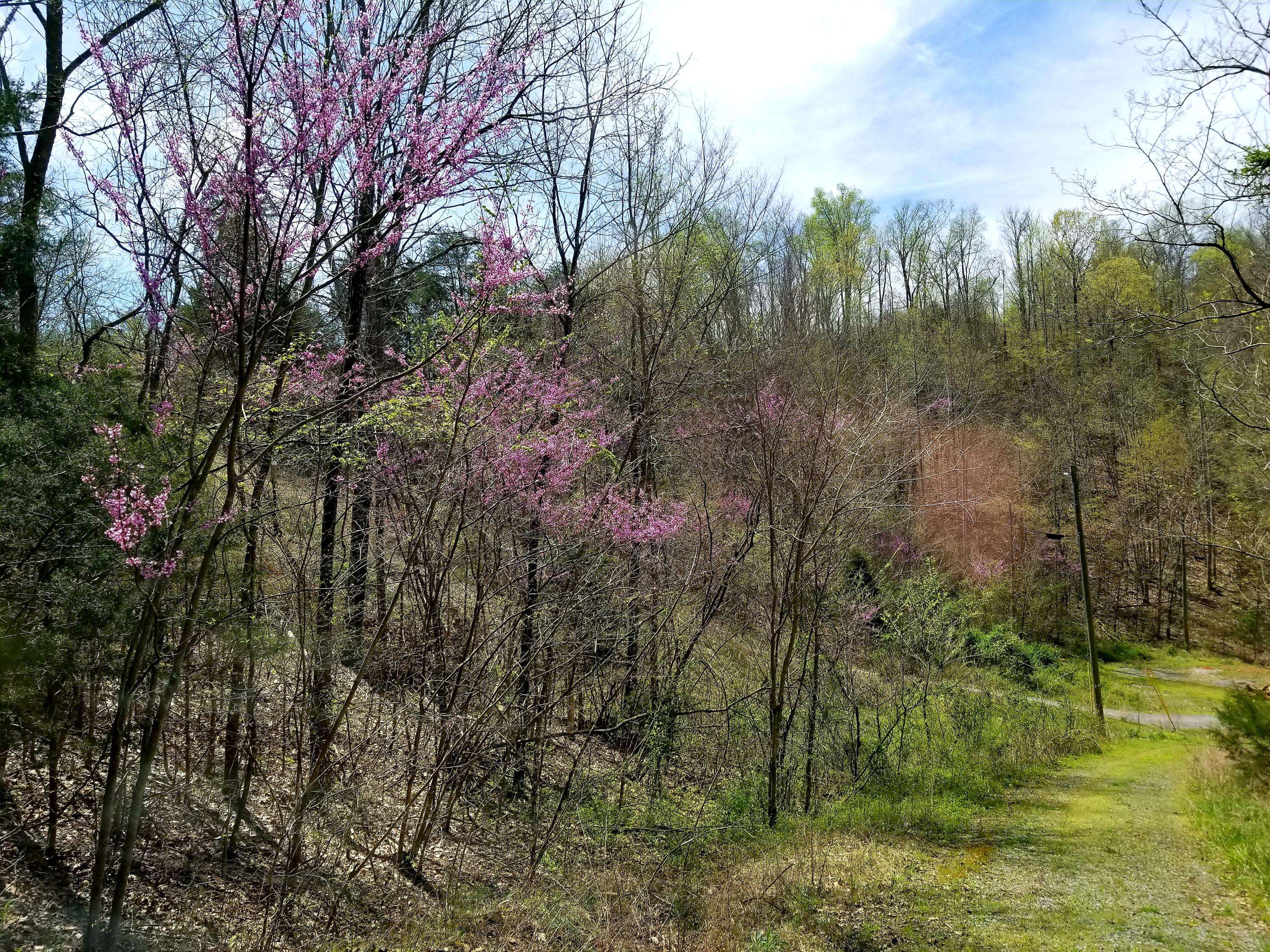 Tellico Plains, TN 37385,Lick Creek