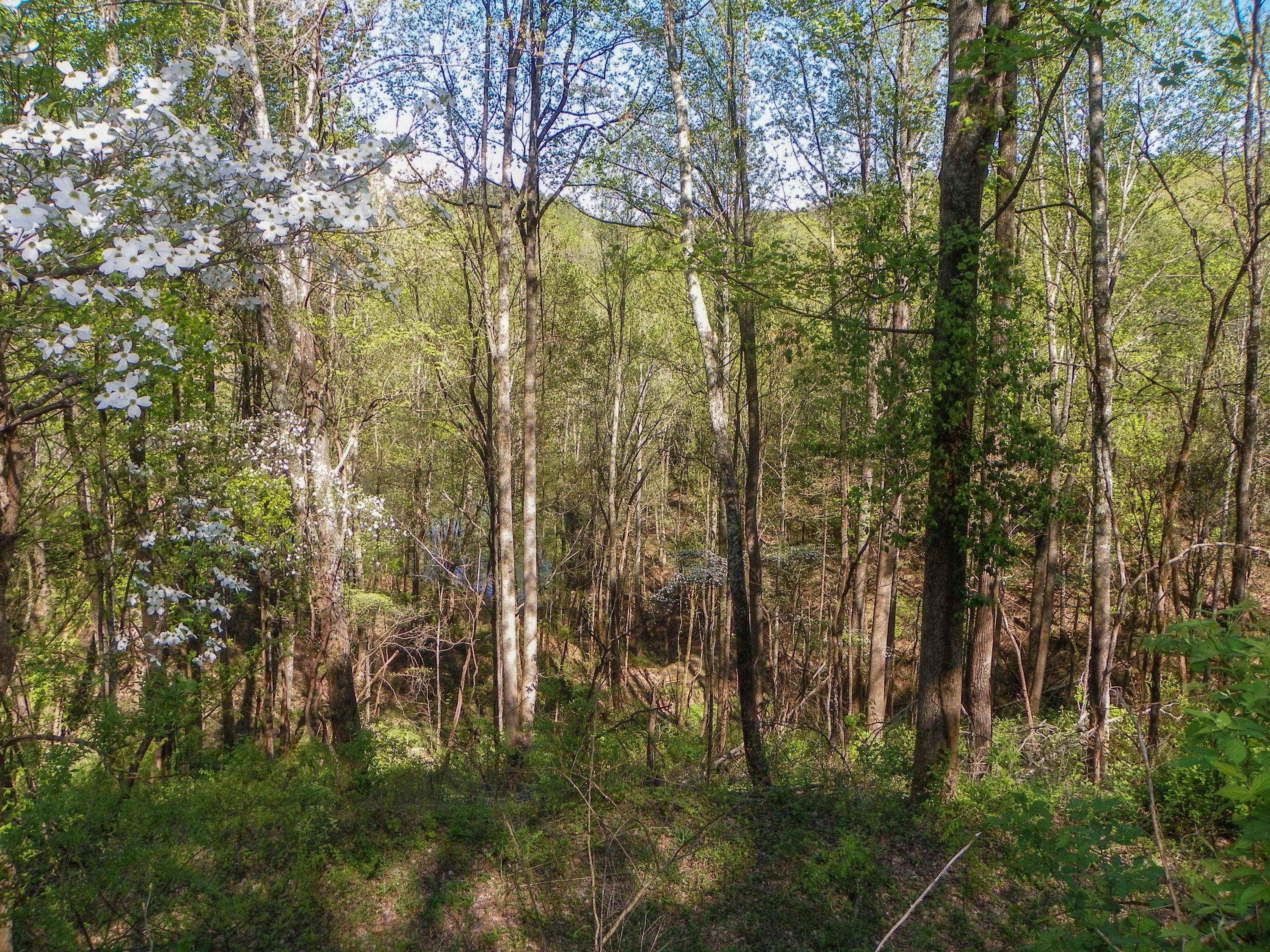 Sevierville, TN 37862,Lot# 33 Sourwood WAY