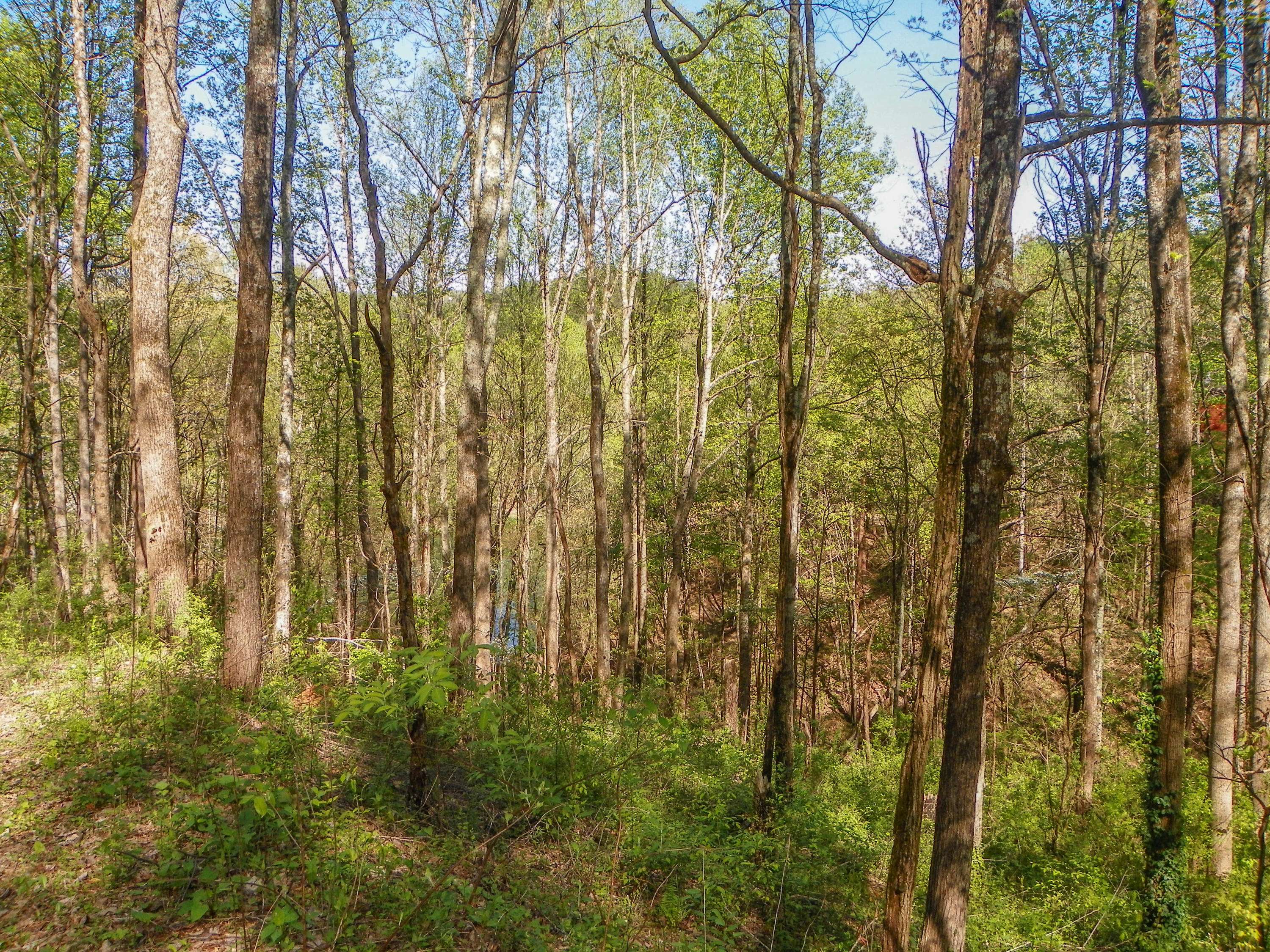 Sevierville, TN 37862,Lot# 33 Sourwood WAY