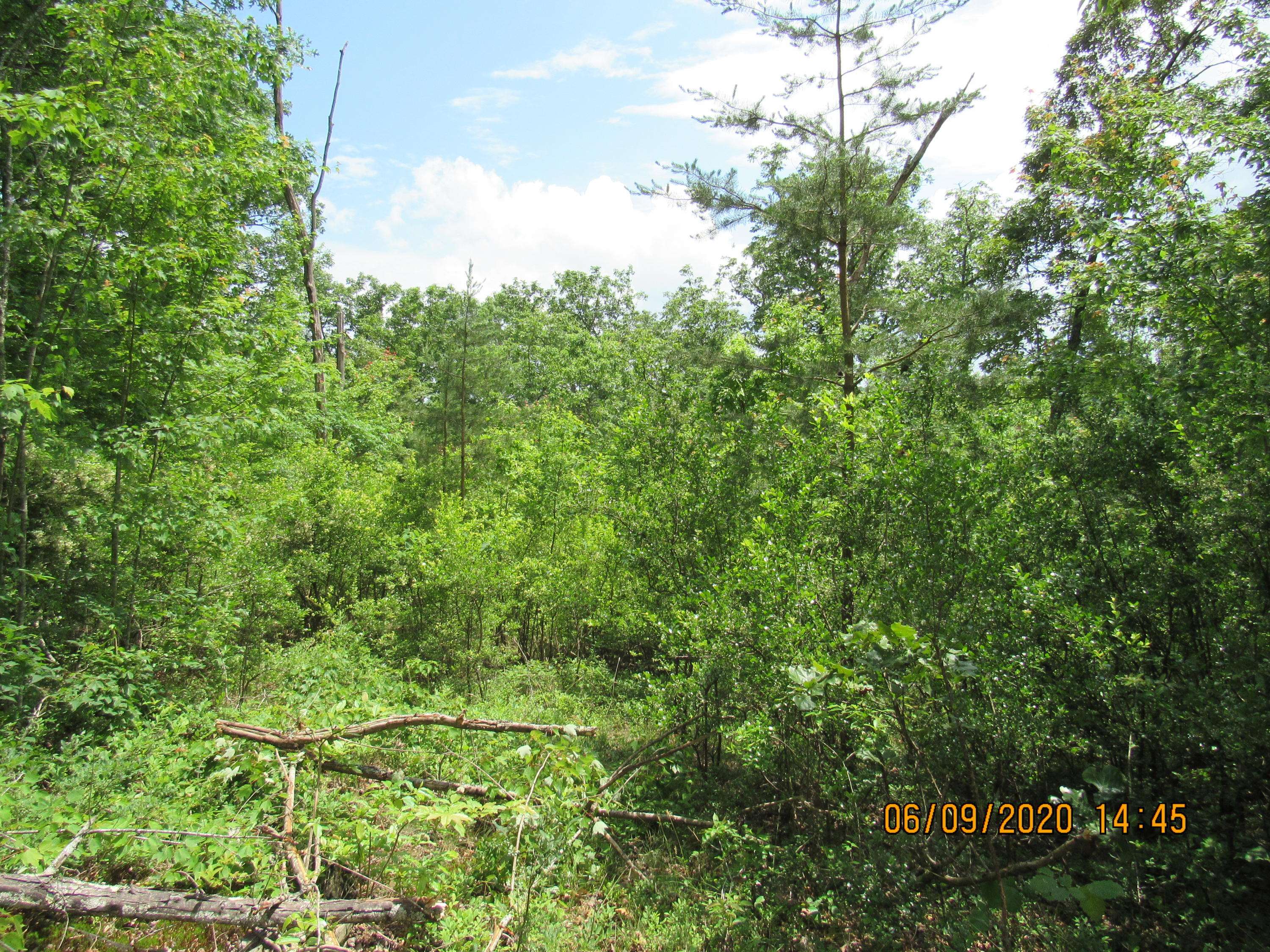 Sunbright, TN 37872,42 AC Coon Hollow Rd