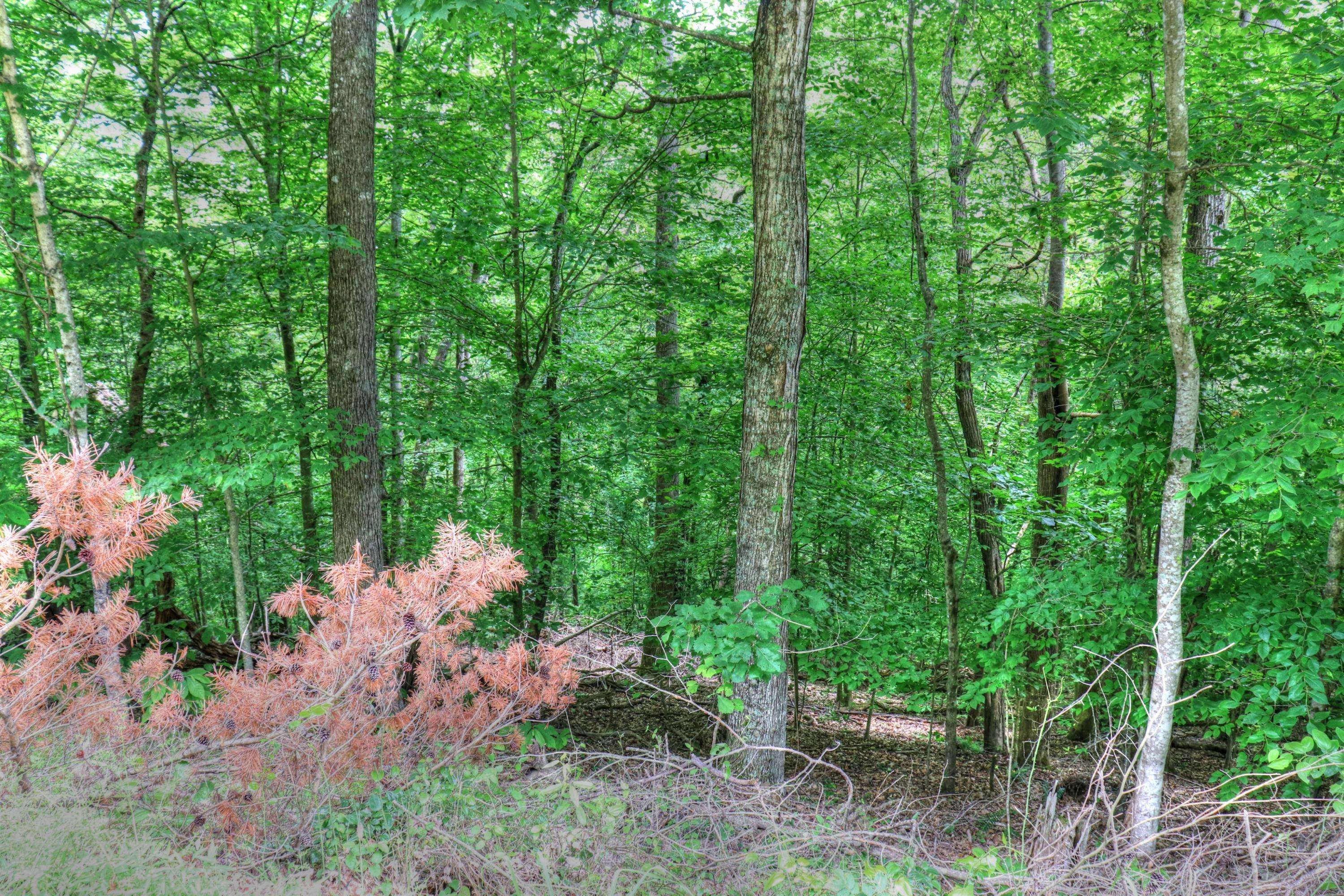 Sharps Chapel, TN 37866,Lot 70 Grandpas Ridge